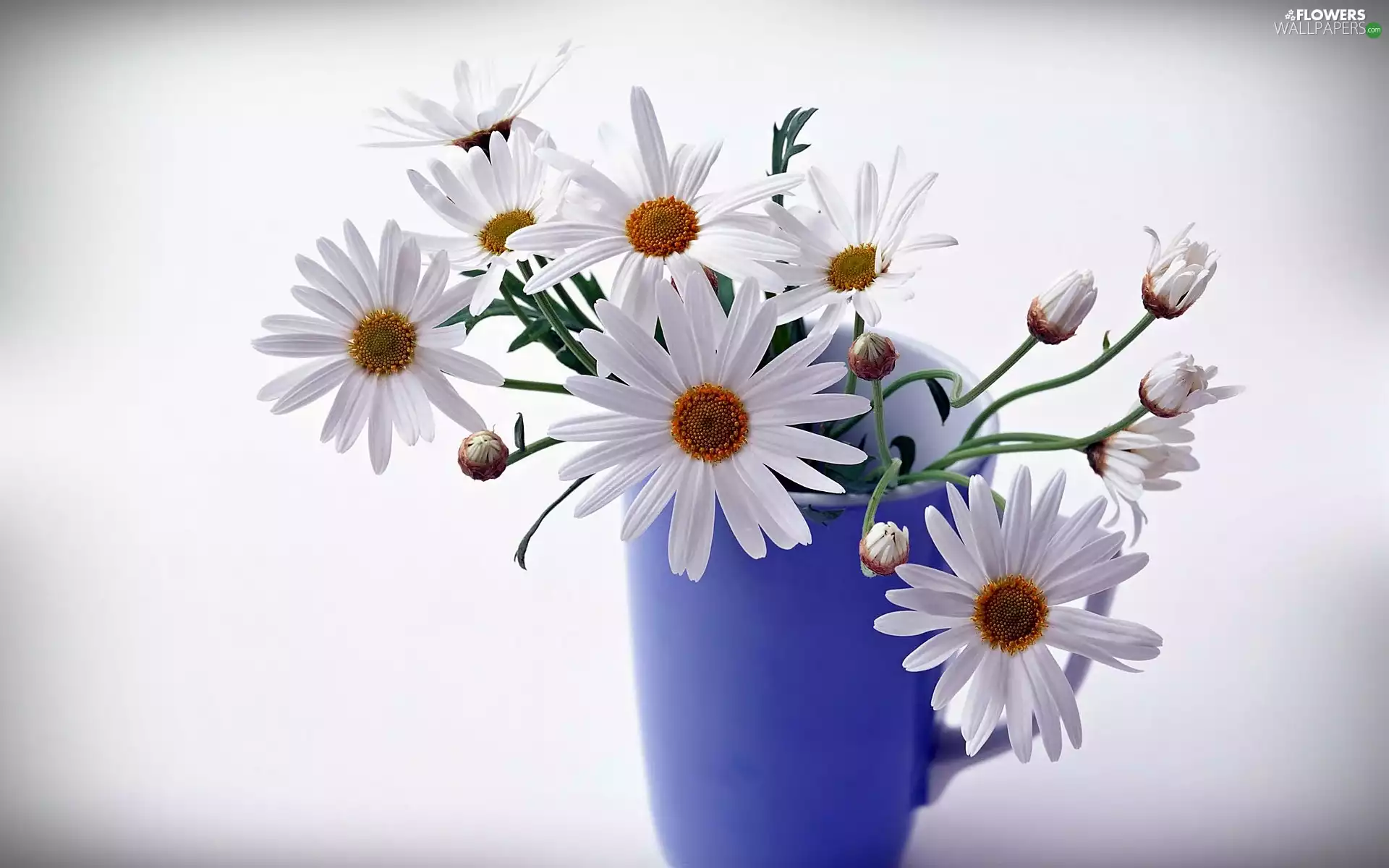bouquet, blue, Vase, Camomile