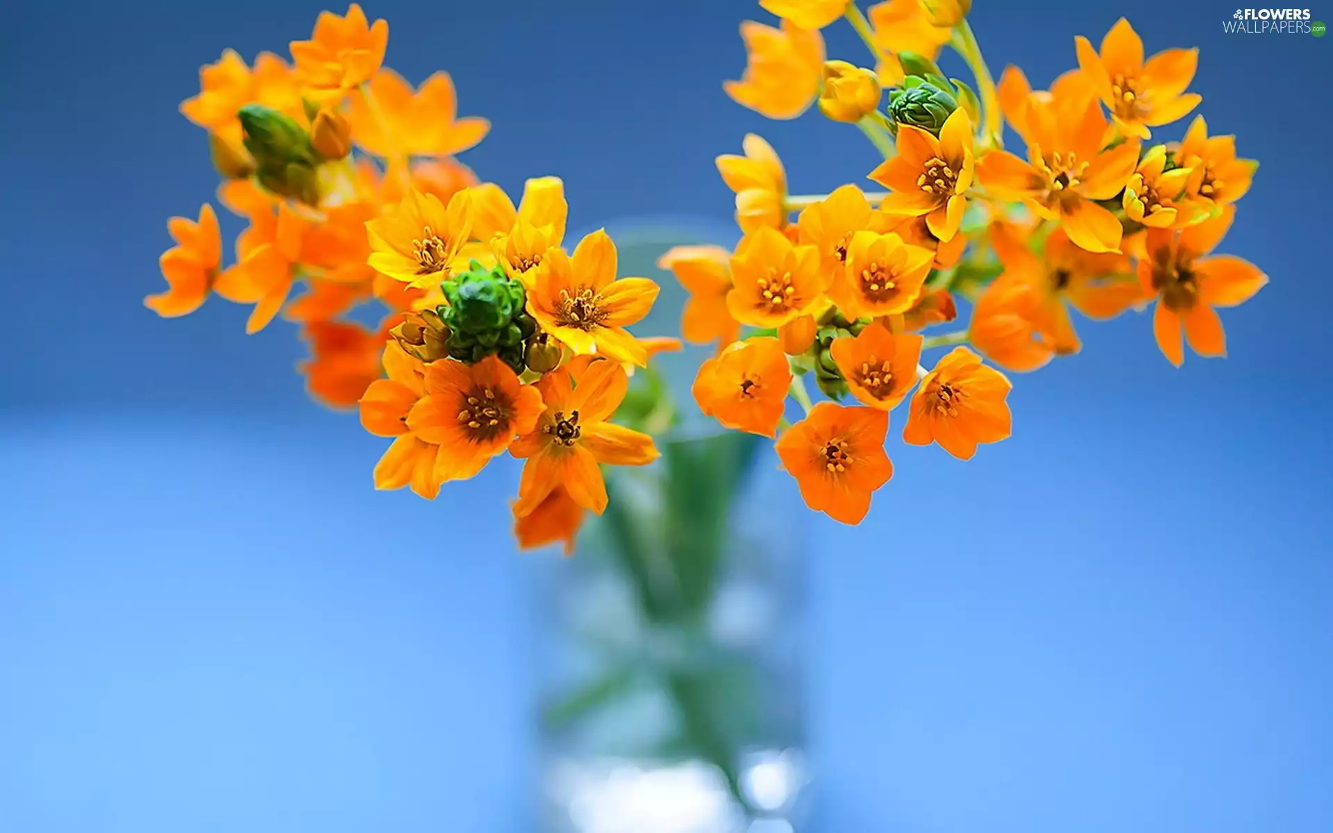 Flowers, Vase, bouquet, Orange, composition