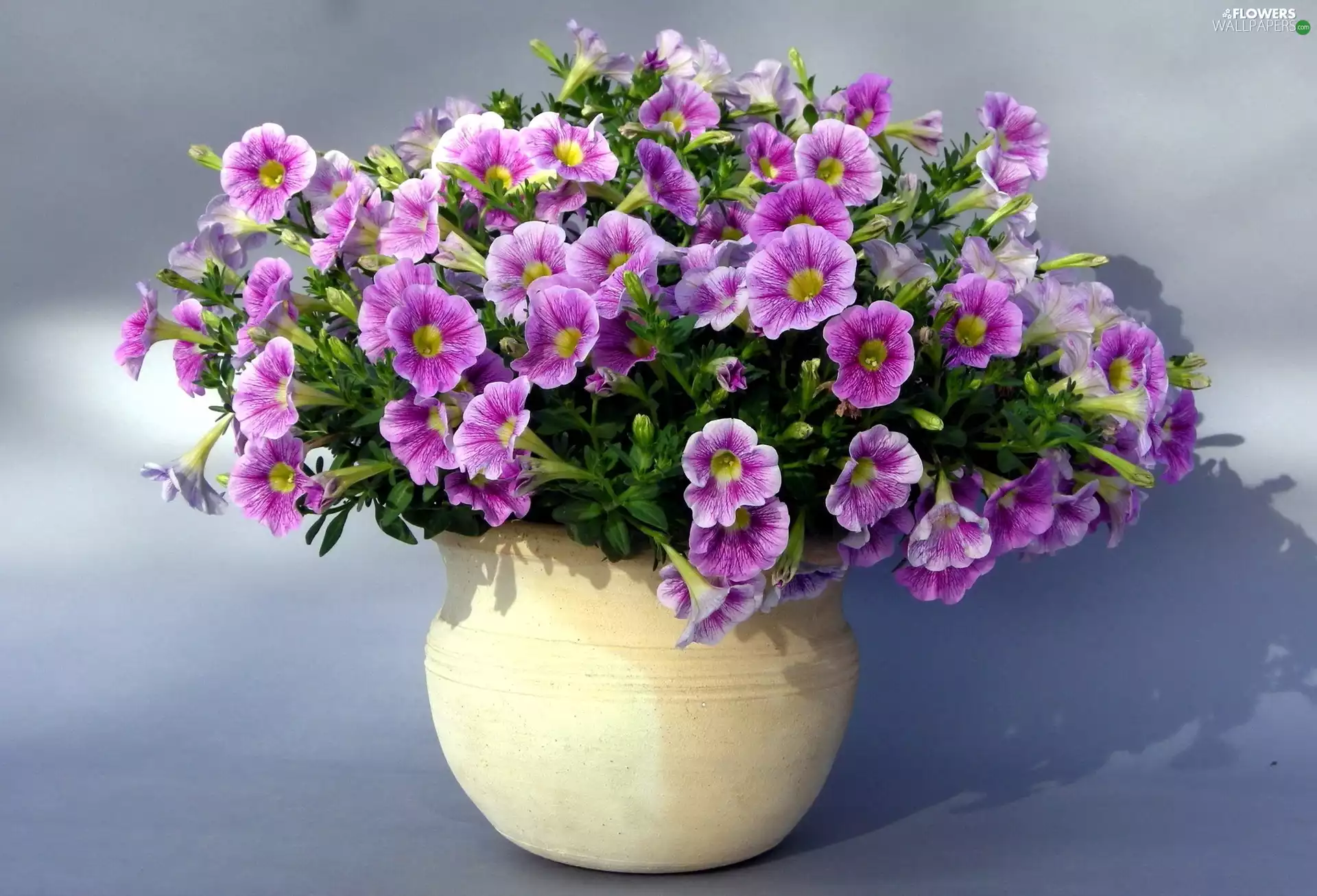Petunia