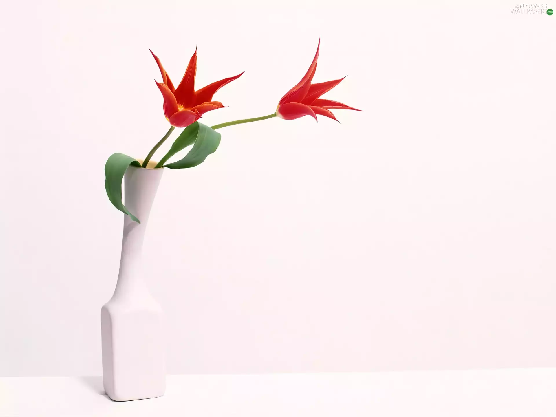Two cars, White, vase, Tulips