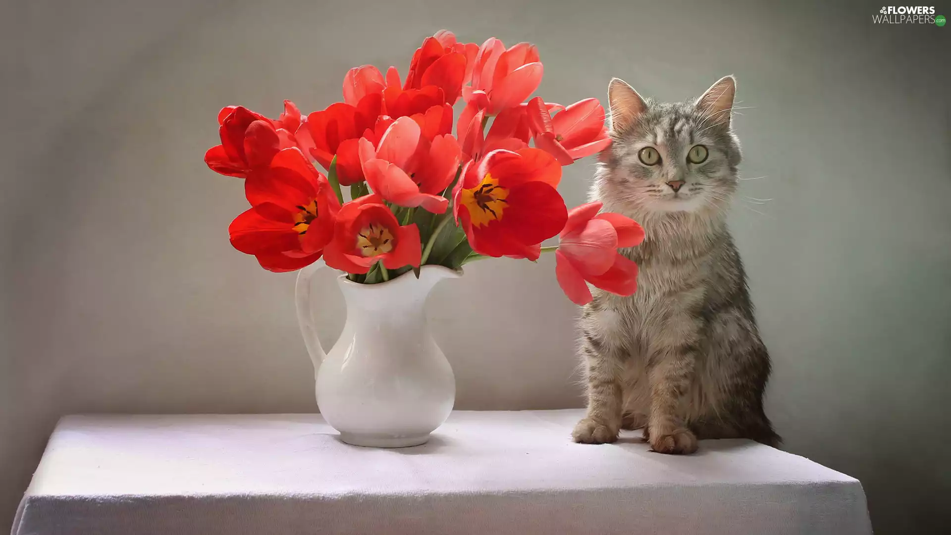 bouquet, Gray, Tulips, Vase, Red, cat