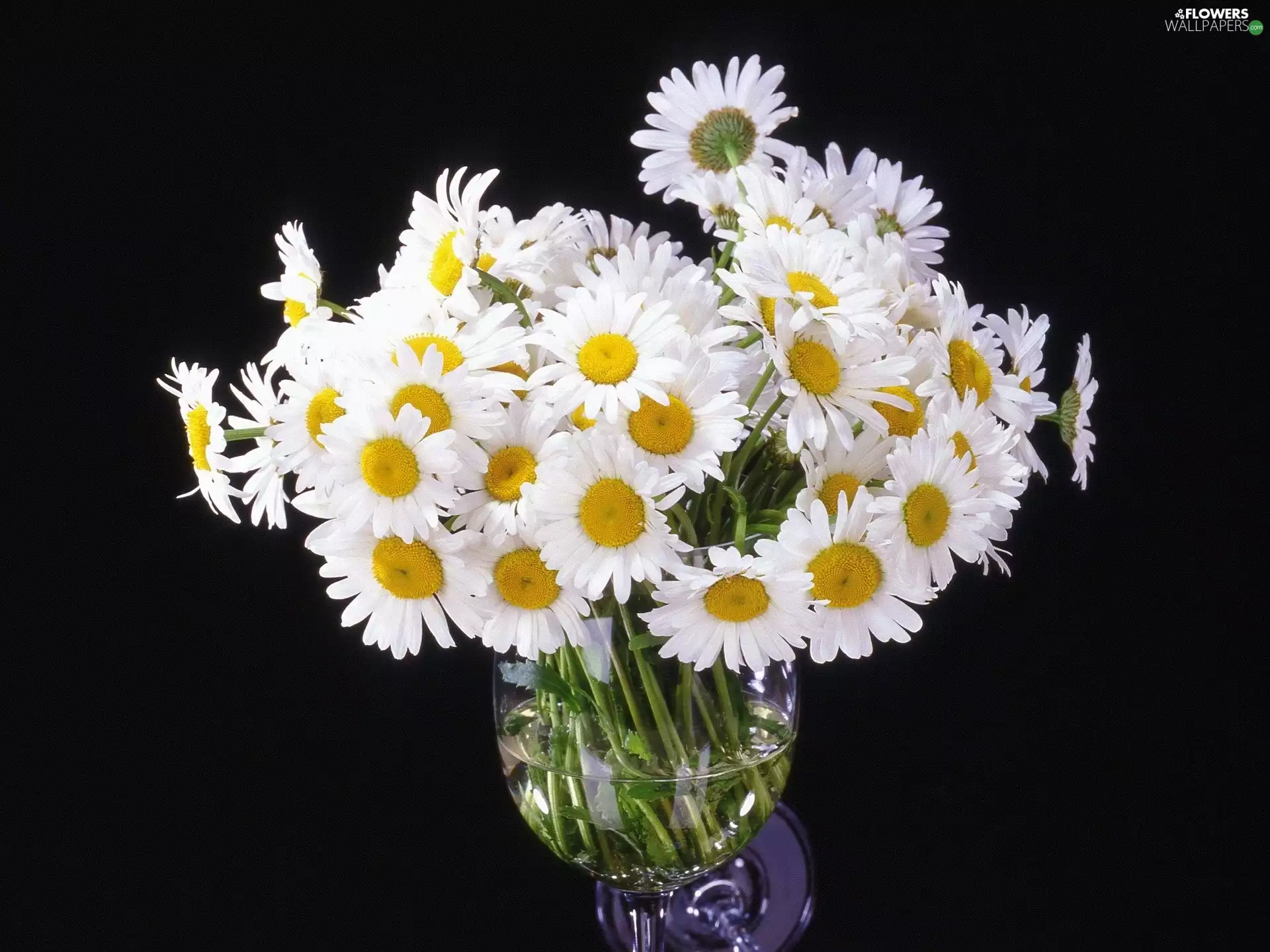 Chamomile Common, glass, Vase