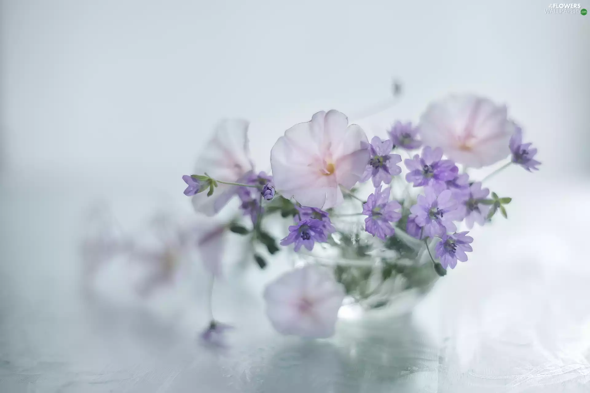 glass, vase, geranium, Flowers, bindweed