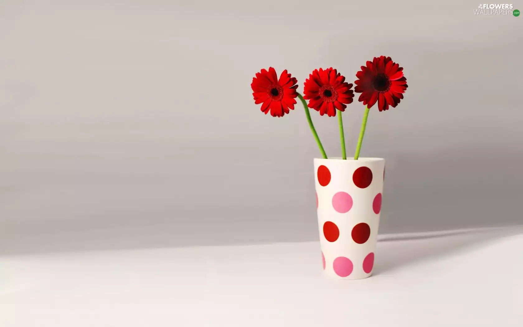 vase, Red, gerberas