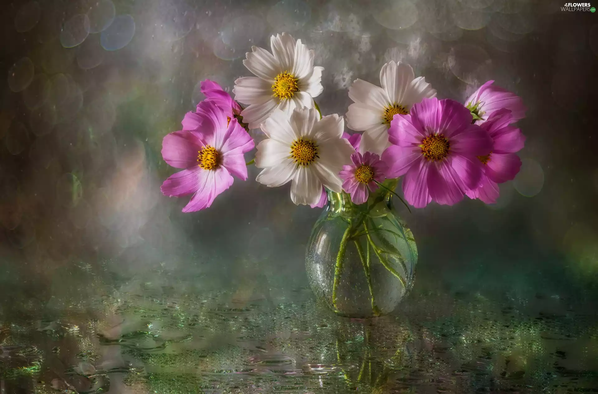 Cosmos, Vase, Pink, Flowers, White