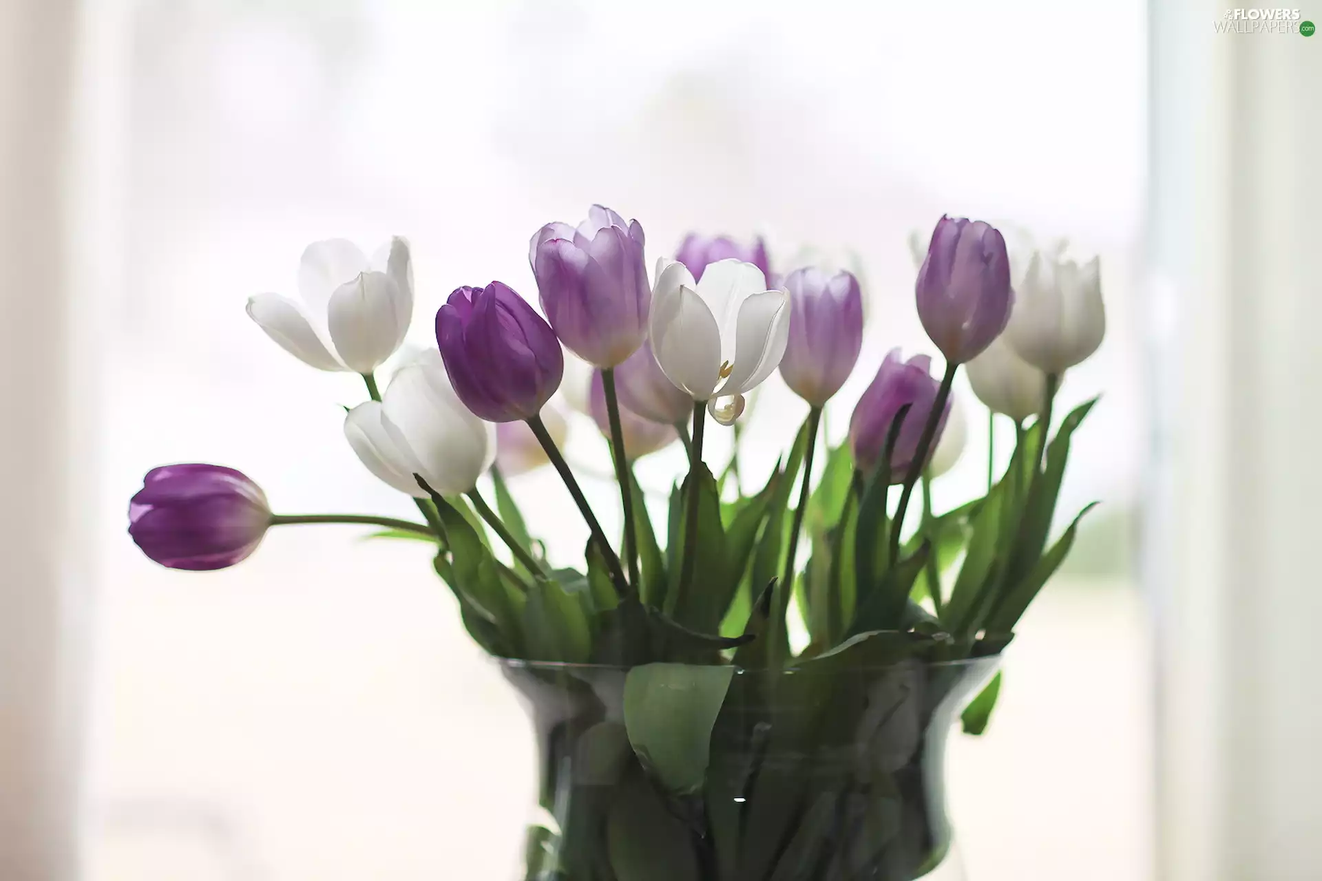 bouquet, Vase, purple, Tulips, White