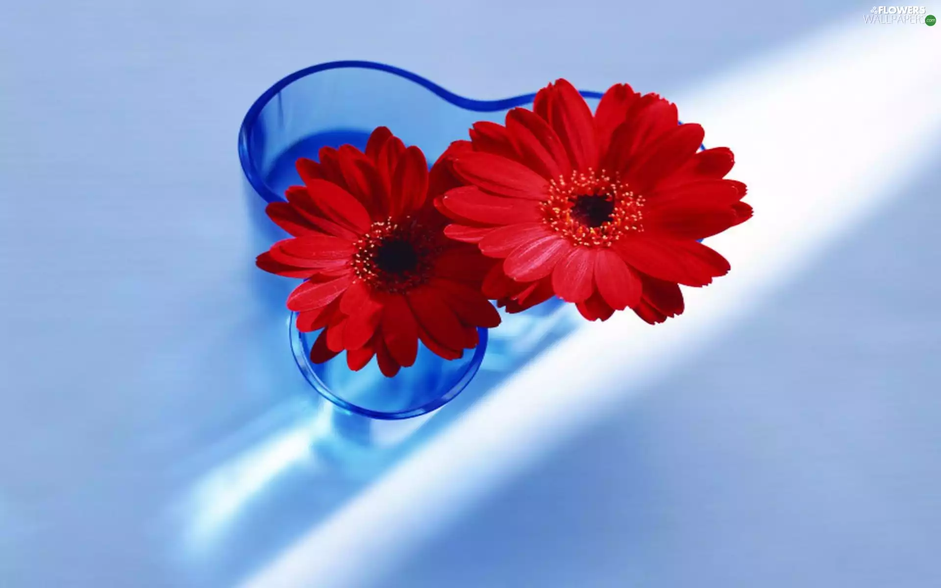 blue, vase, Red, gerberas, Two