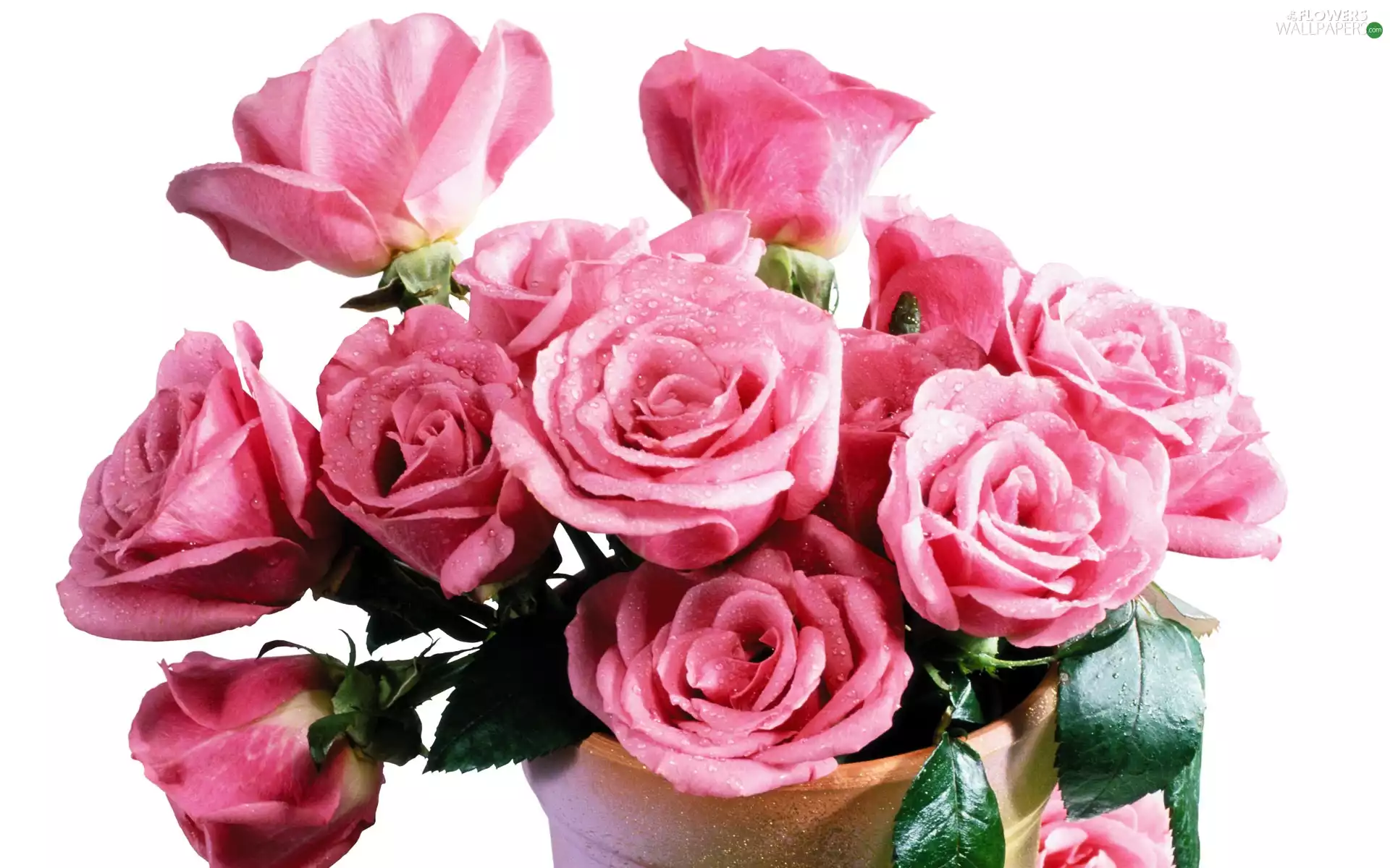 Vase, Pink, roses