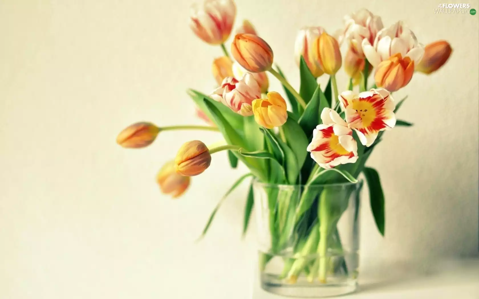 Tulips, Vase