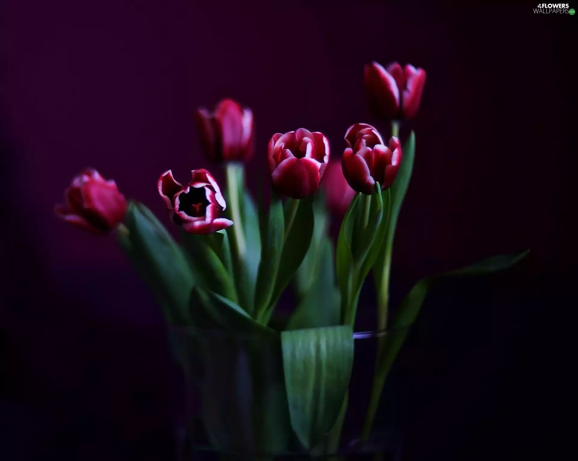 Tulips, Black, background, Vase