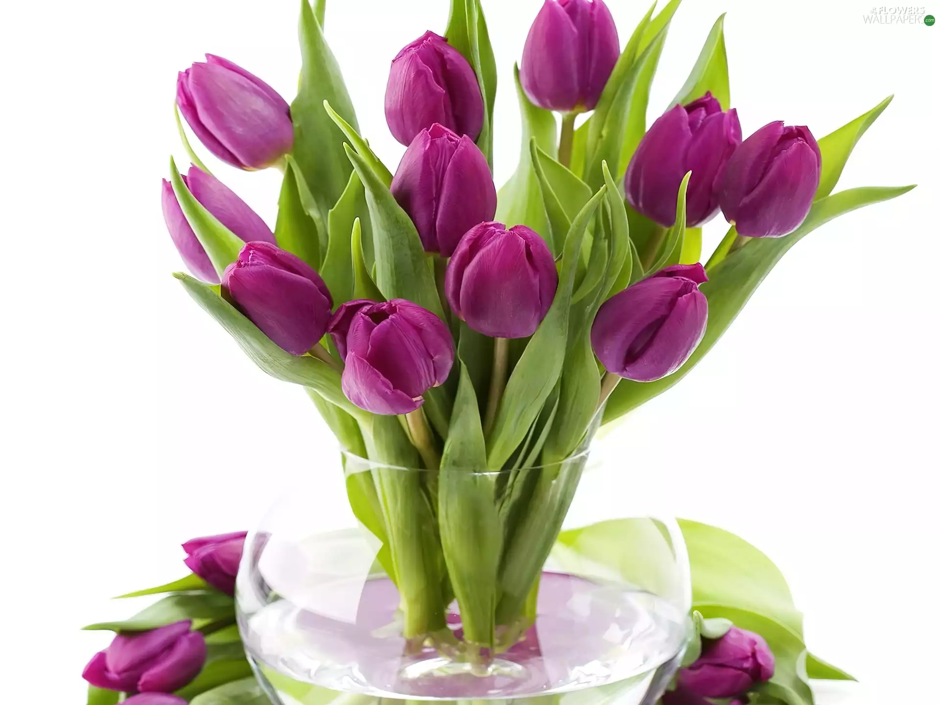 Vase, purple, Tulips