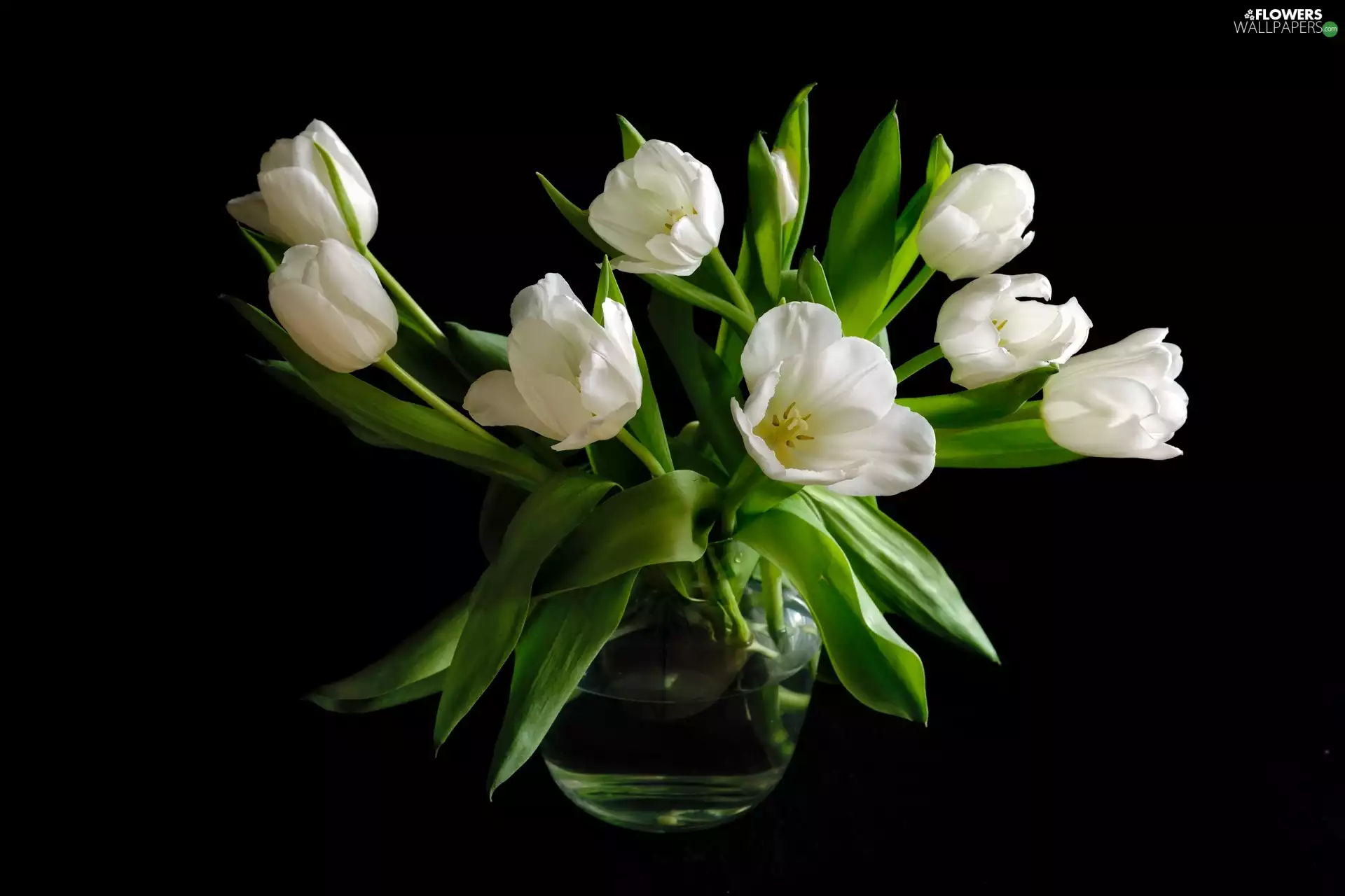 Vase, White, Tulips