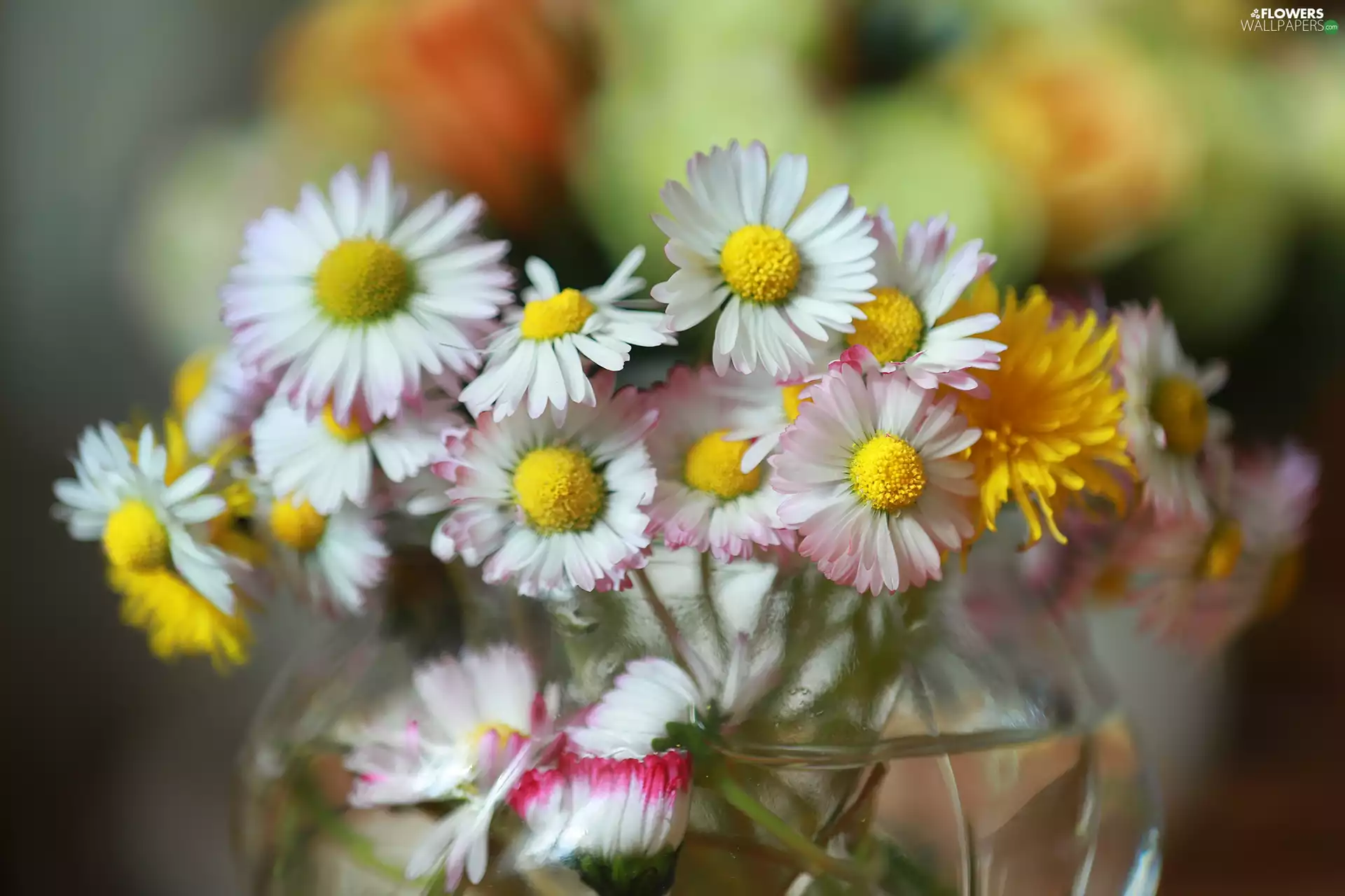 glass, vase, White, Flowers, daisies