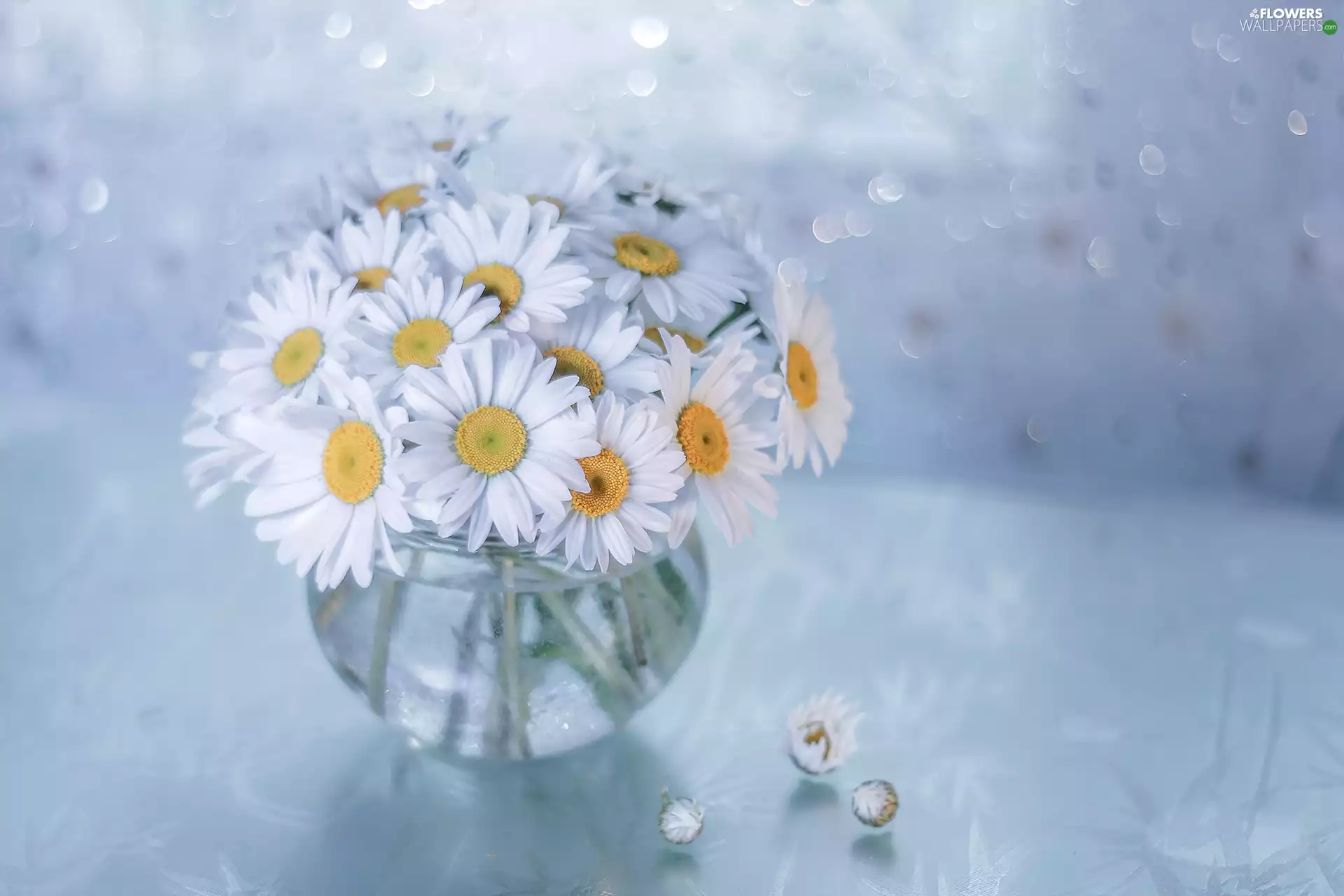 bouquet, vase, White, Flowers, daisy