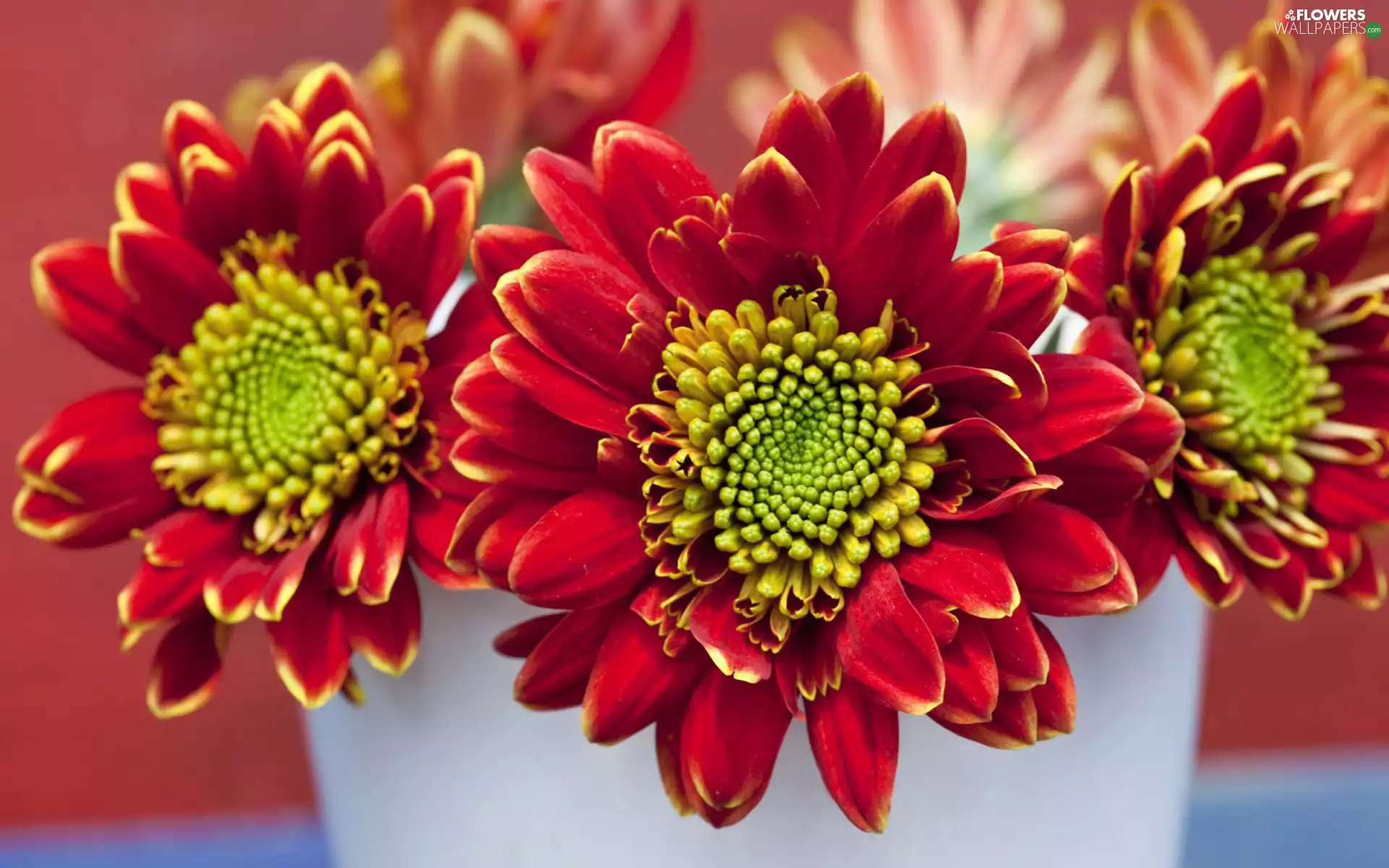 White, Vase, Yellow, Chrysanthemums, red