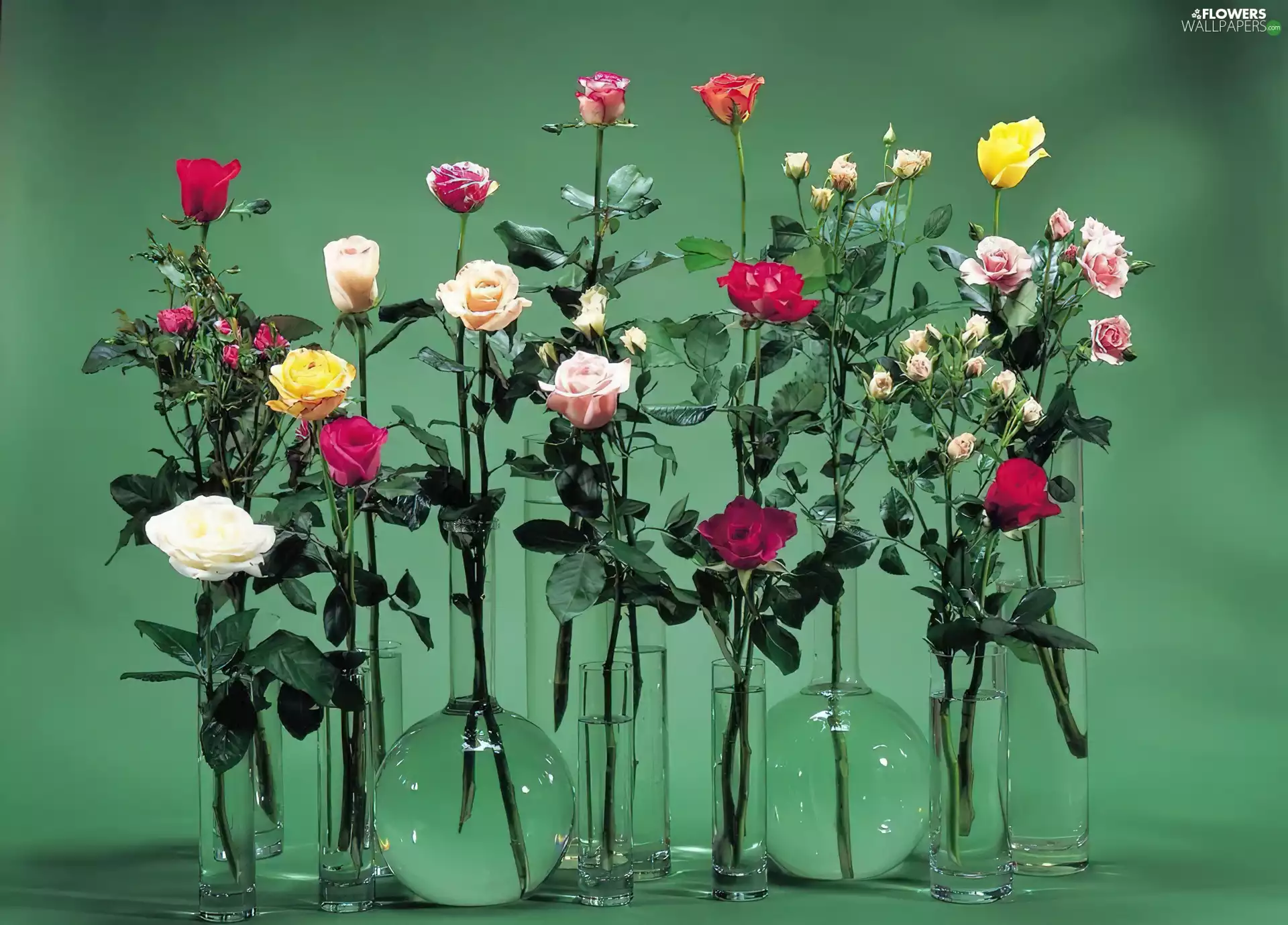 vases, roses, glass