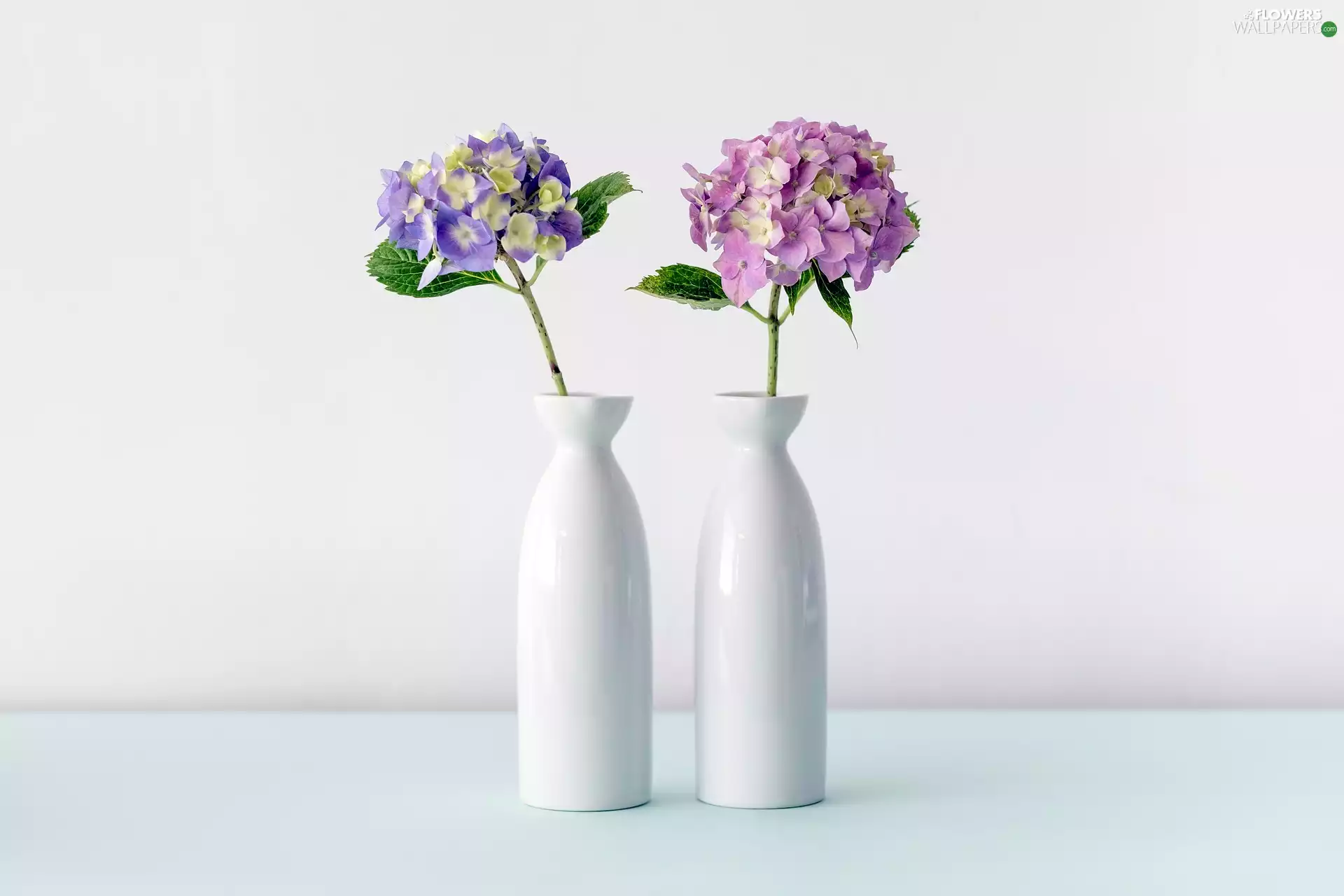 vases, Flowers, hydrangea