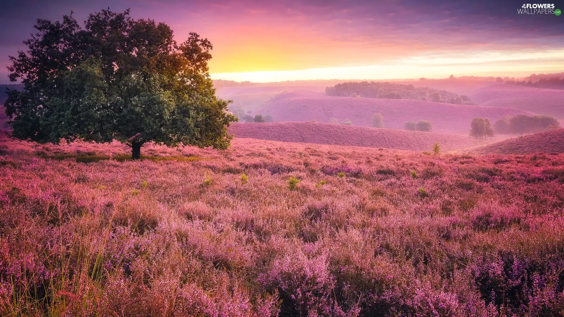 Sunrise, trees, Netherlands, Fog, Province of Gelderland, heathers, heath, Veluwezoom National Park