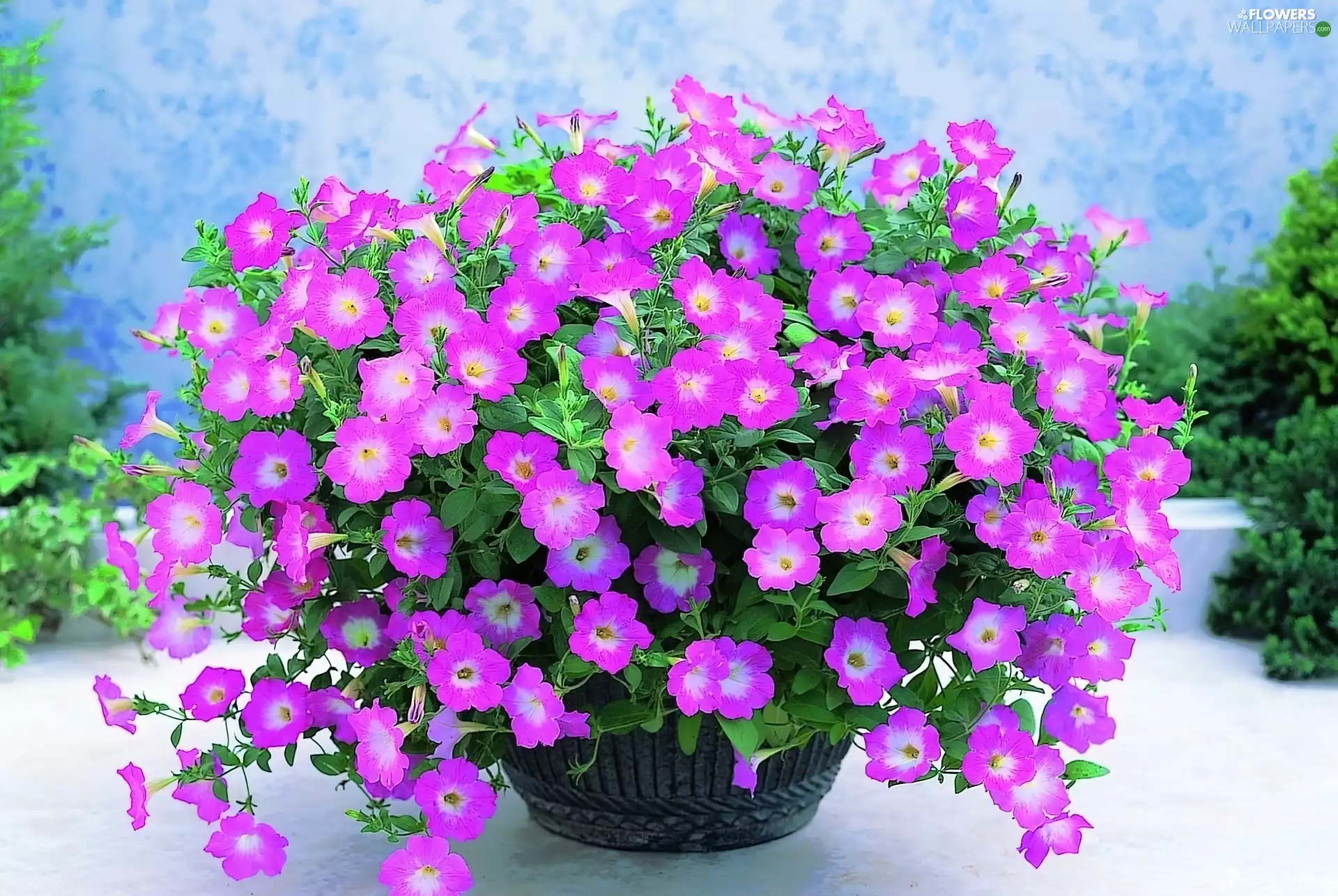 Flowers, garden, pot, verbena