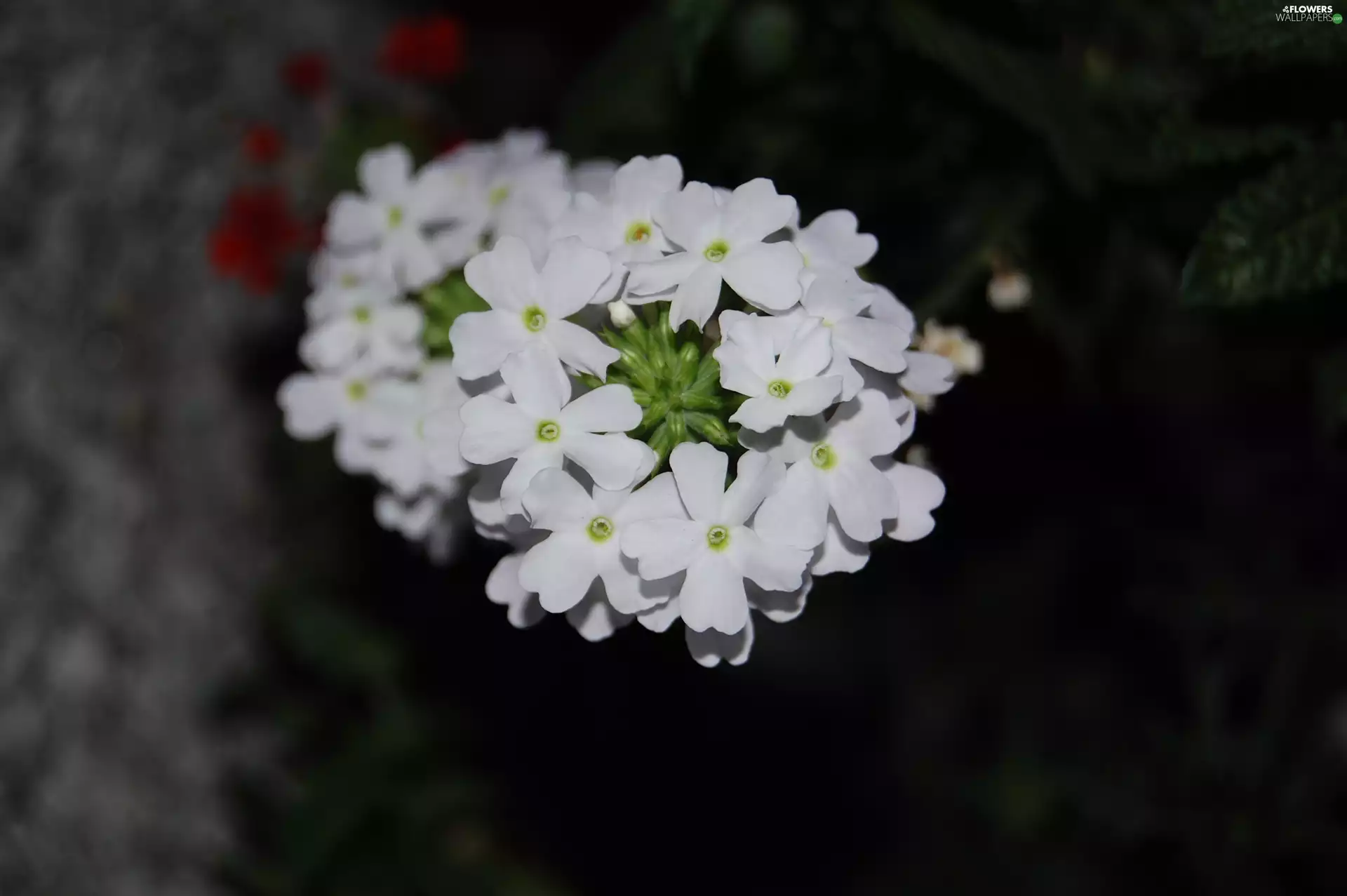 Verbena garden