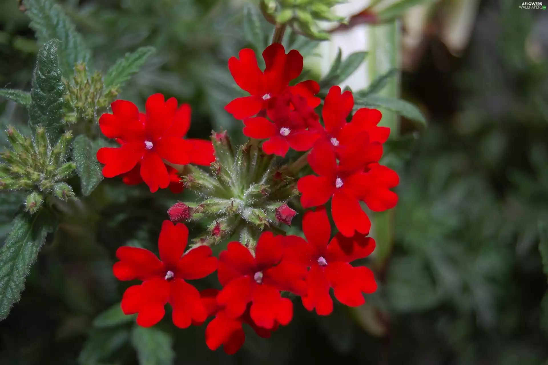 red hot, Verbena garden