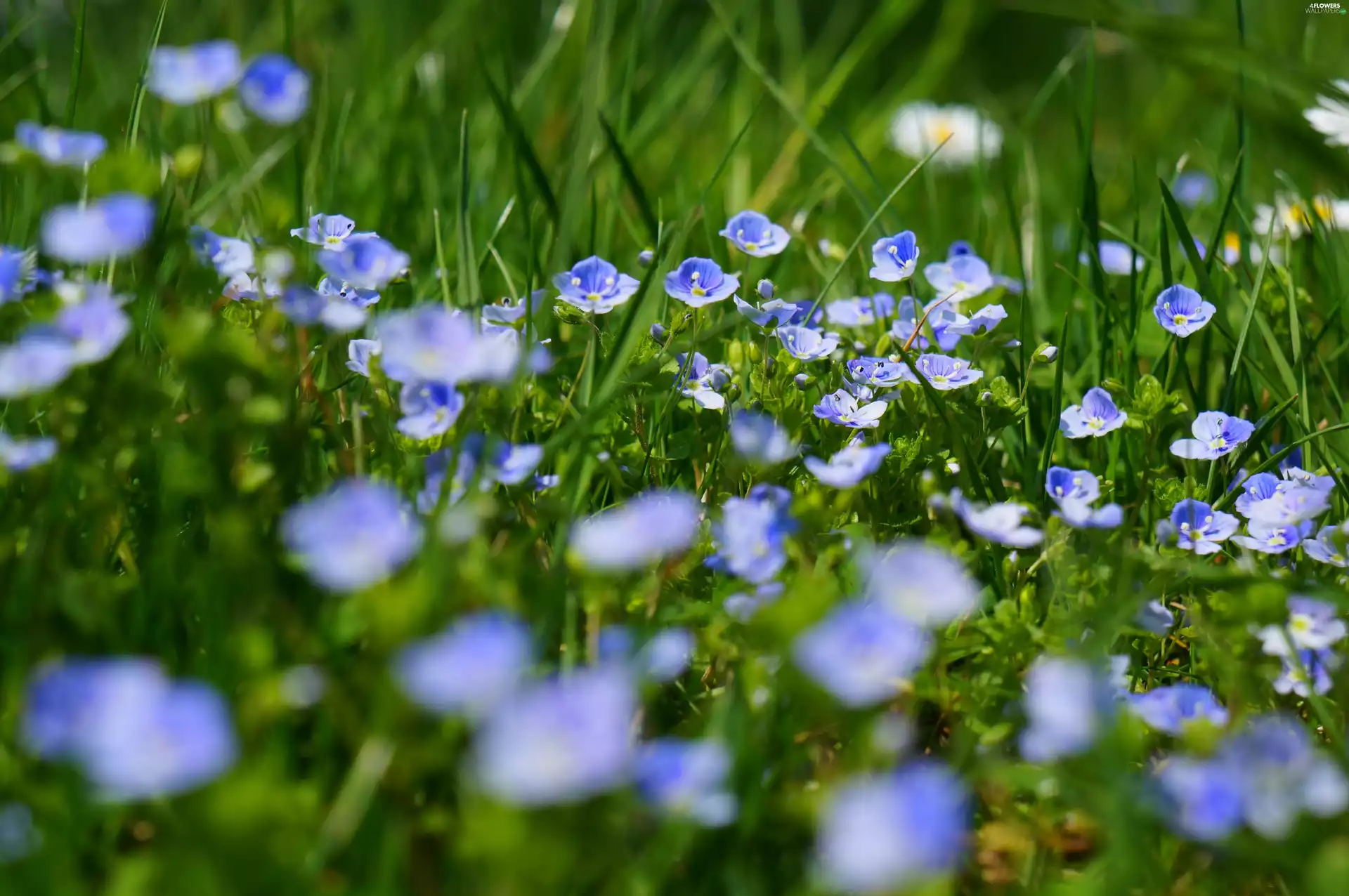 Blue, Veronica