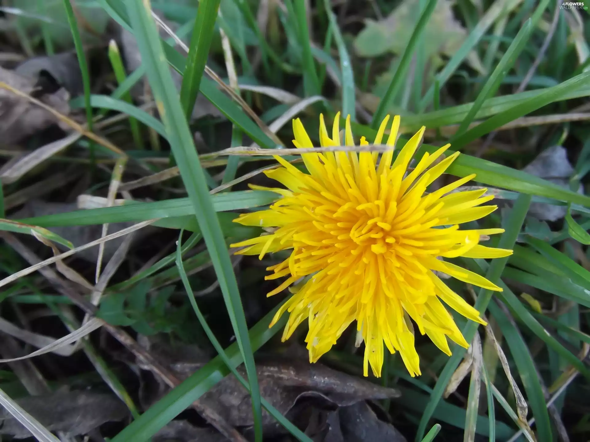 puffball, version, The January, medical