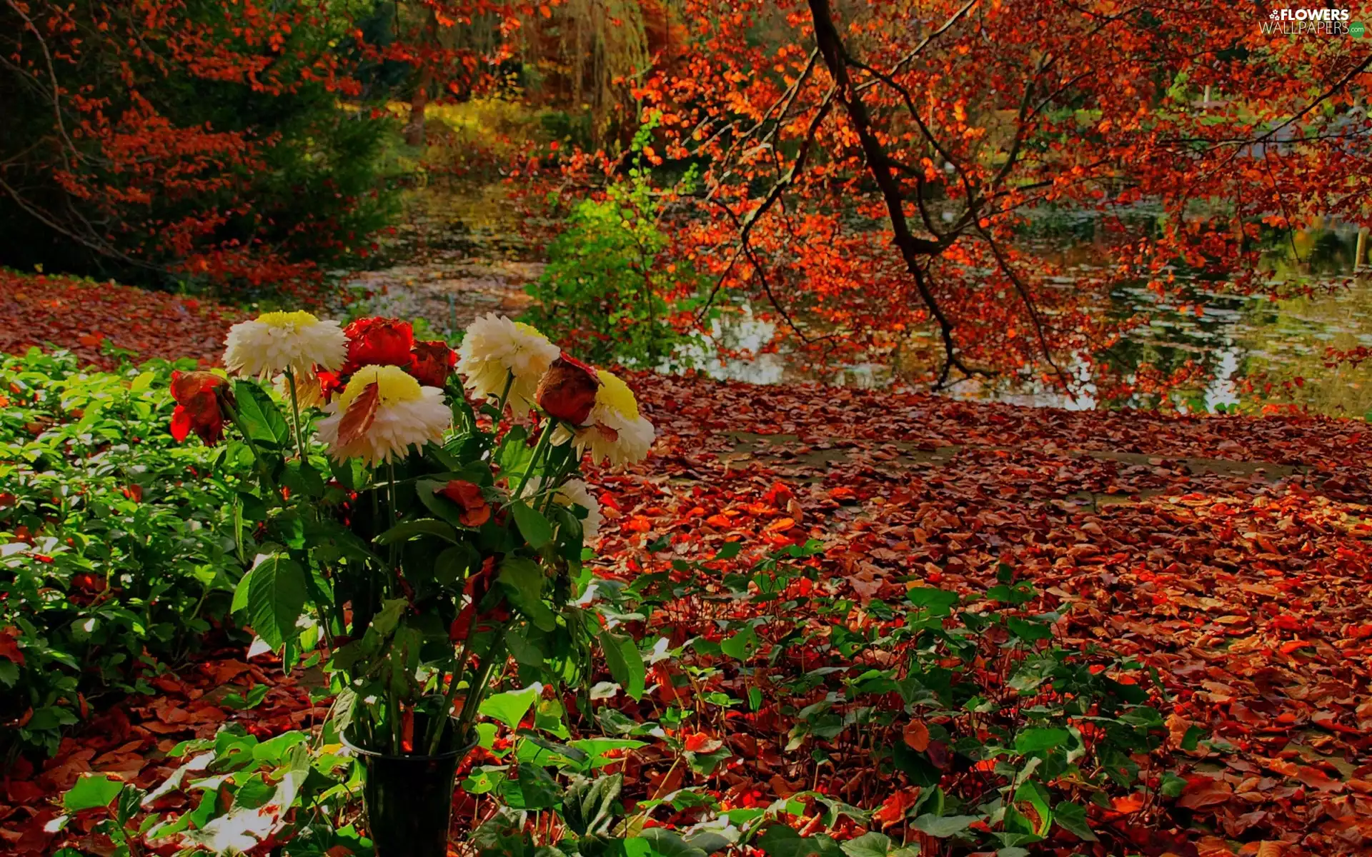 Leaf, trees, Astra, viewes, autumn, bouquet, roses