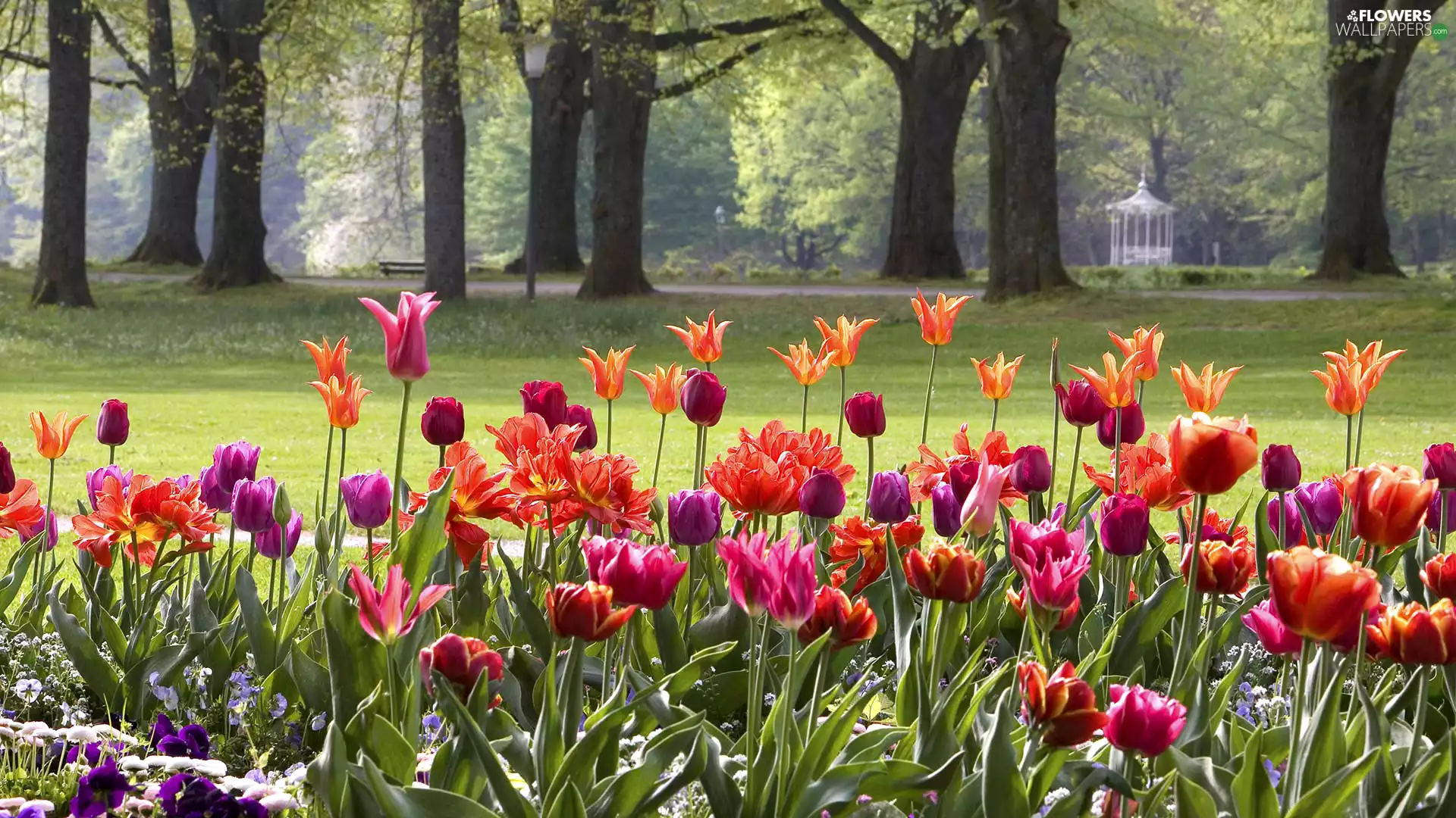 Park, Baden-Baden, trees, Spring, Germany, Tulips, viewes