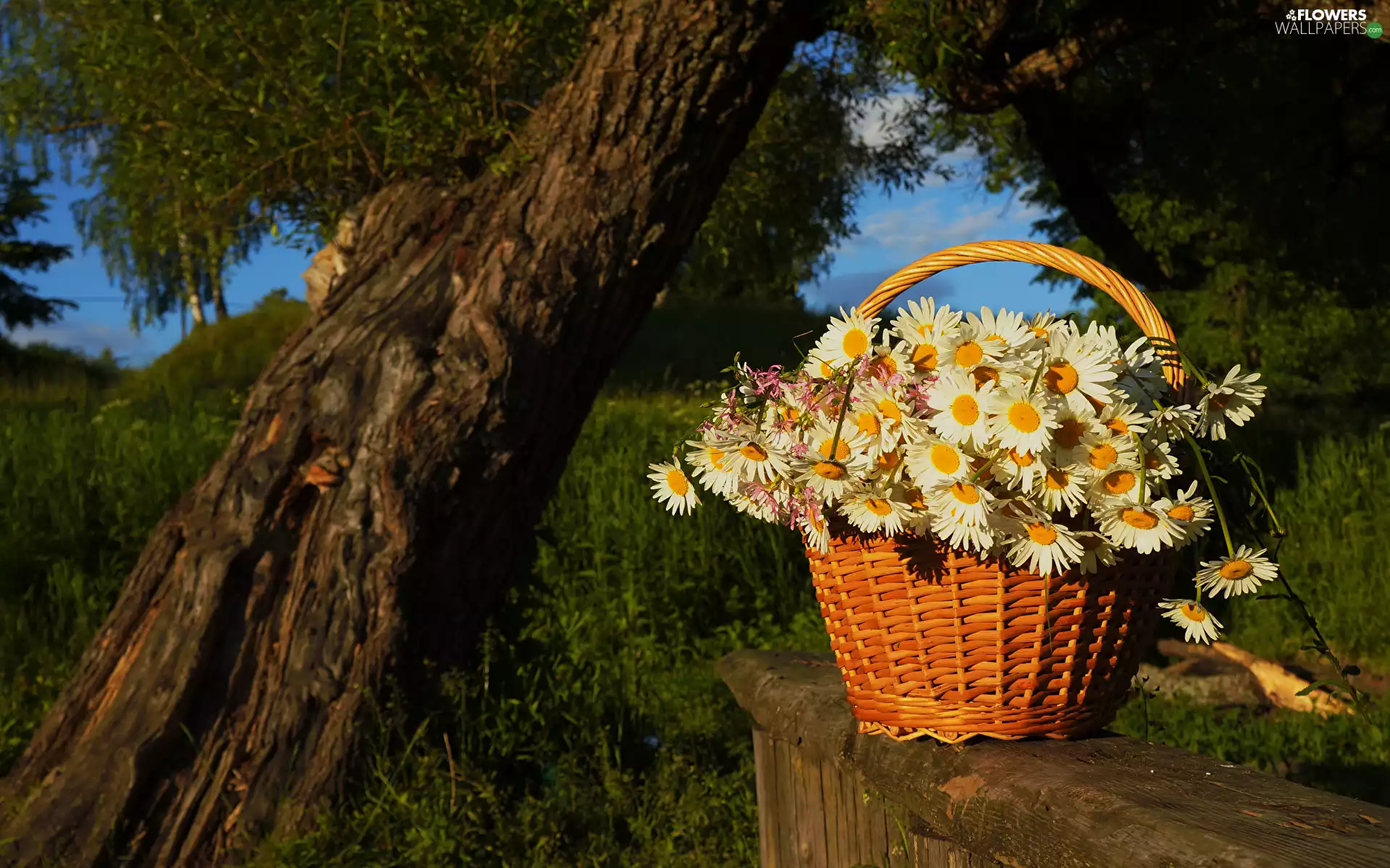 trees, viewes, bouquet, daisy, basket