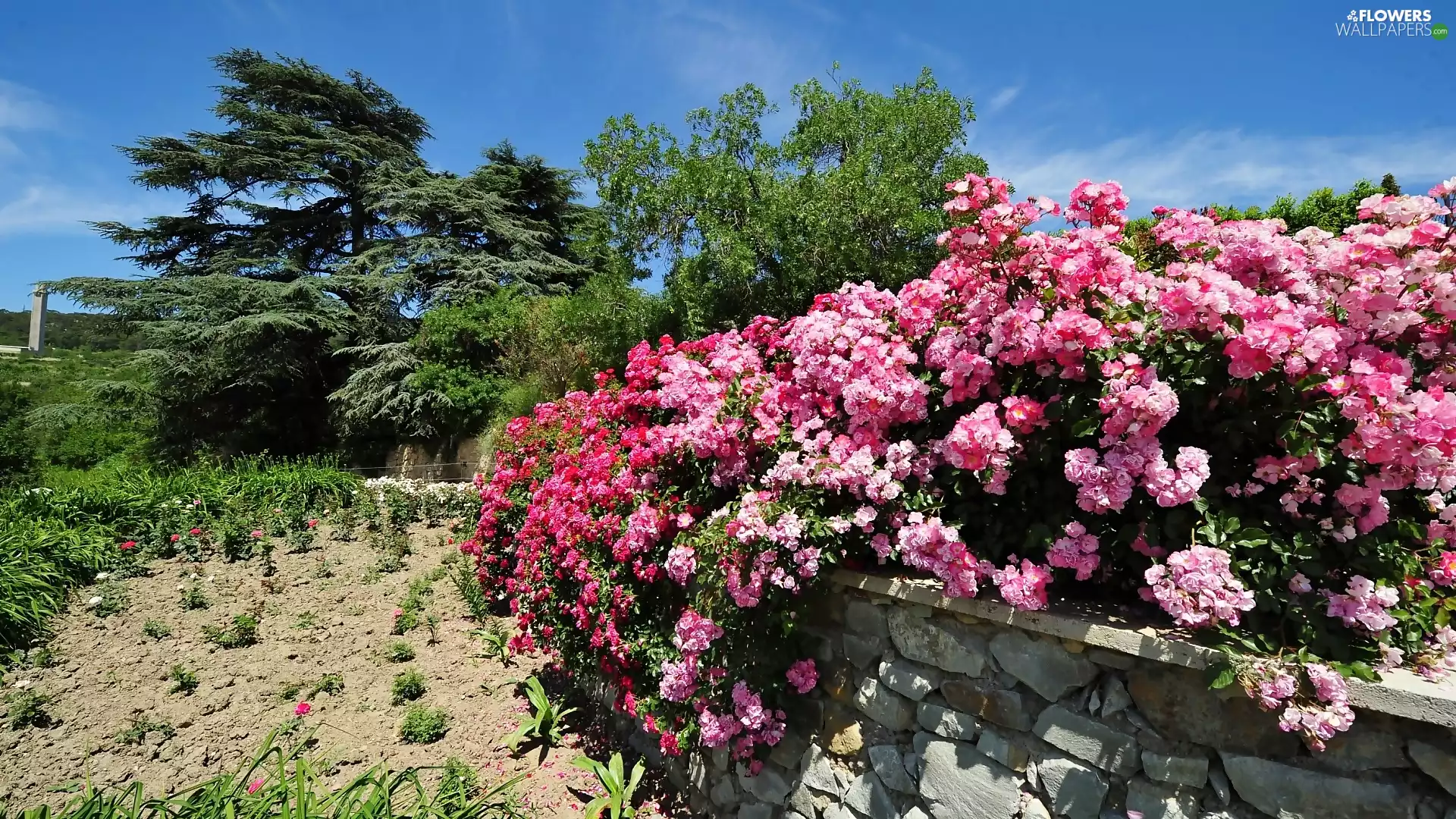 ledge, trees, Bush, viewes, Garden, flourishing, Rosen