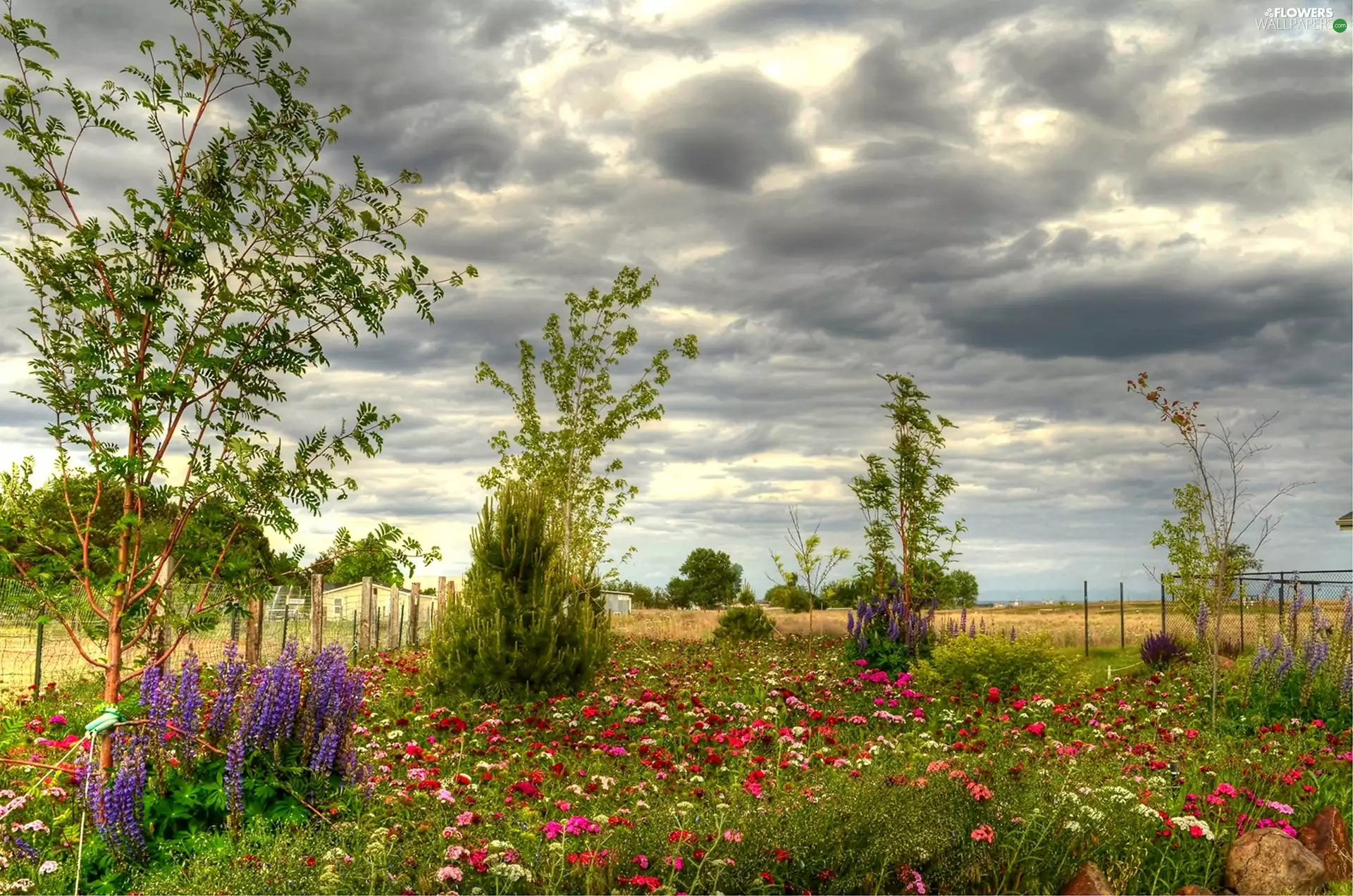 trees, viewes, cloves, lupine, Garden