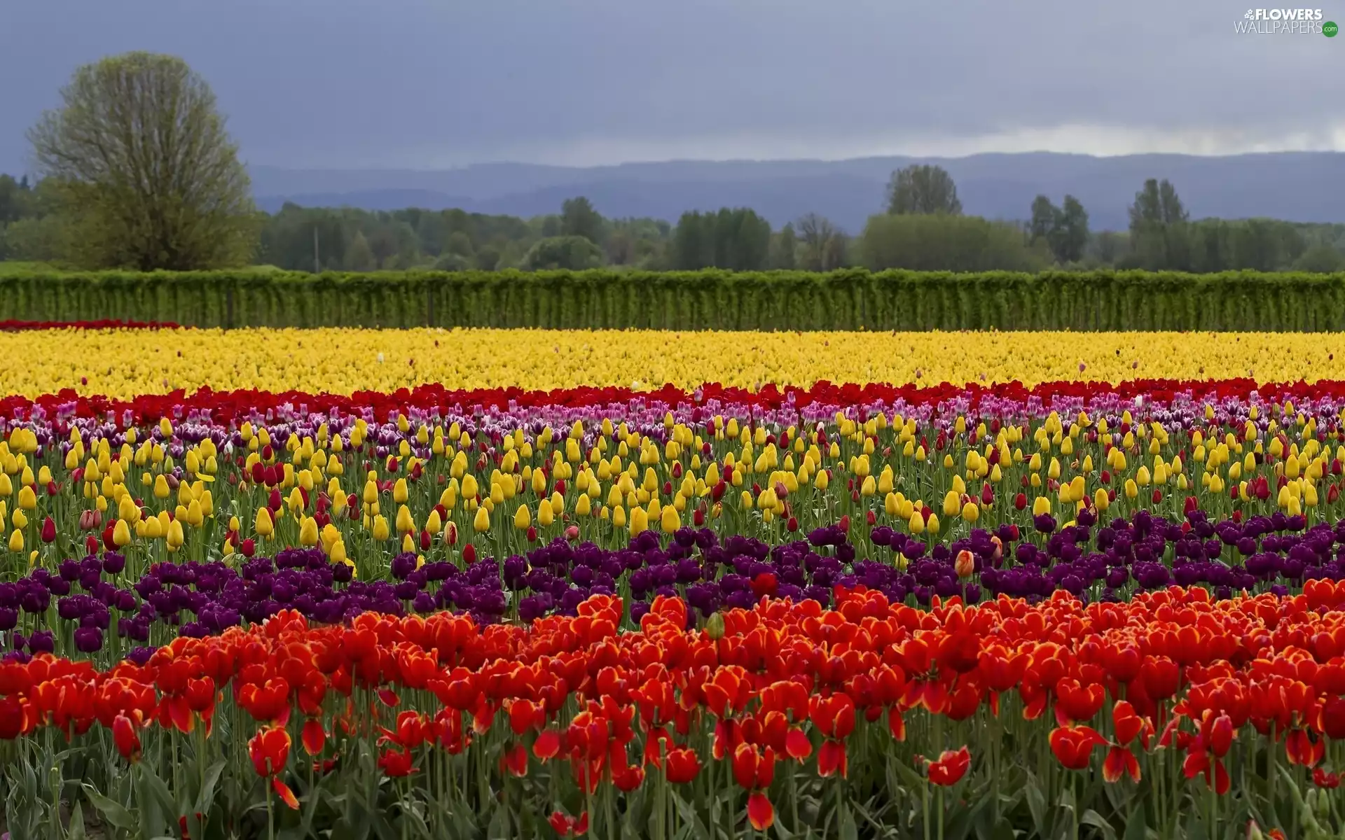 color, trees, viewes, Tulips