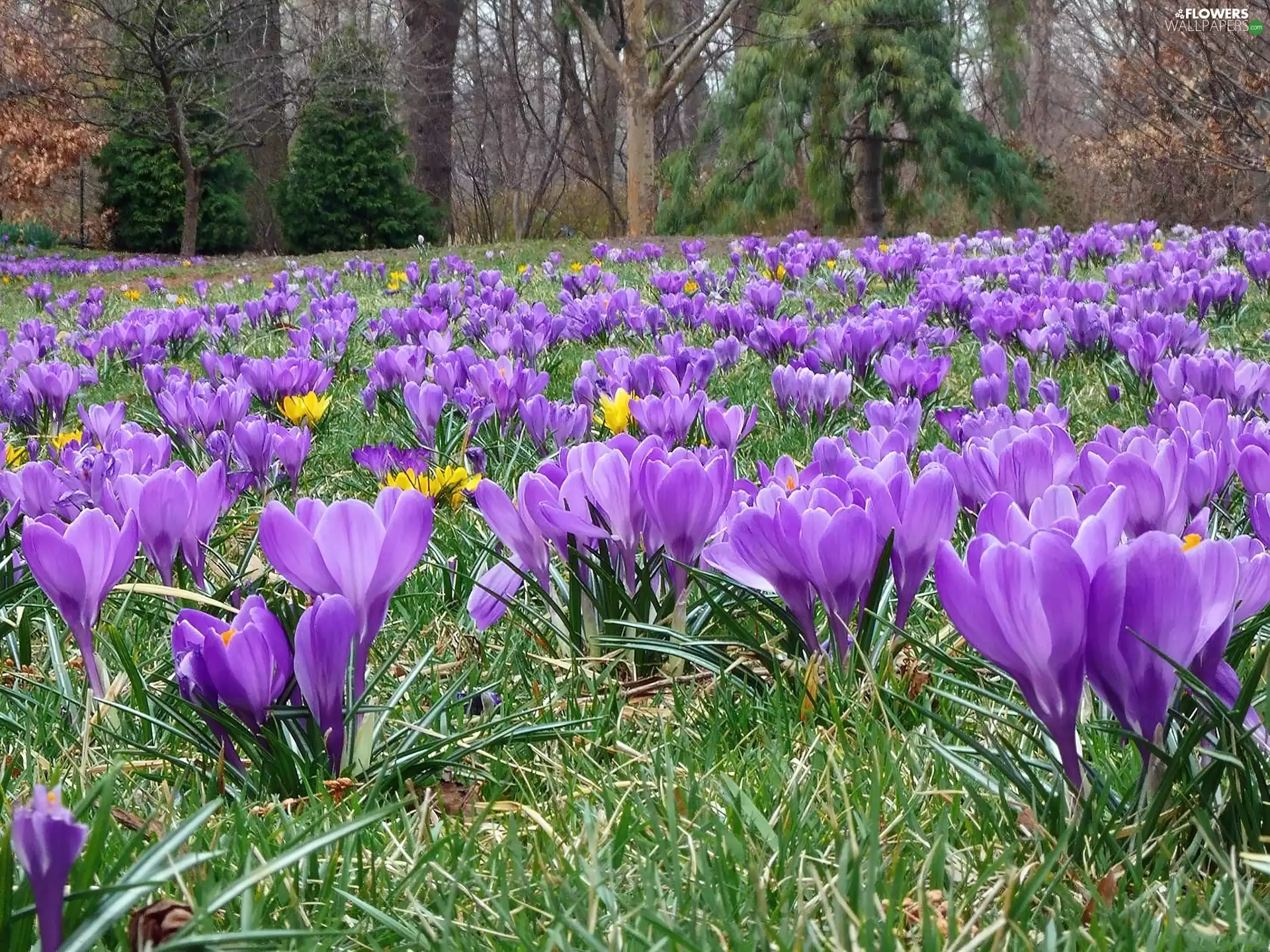 crocuses, trees, viewes, grass