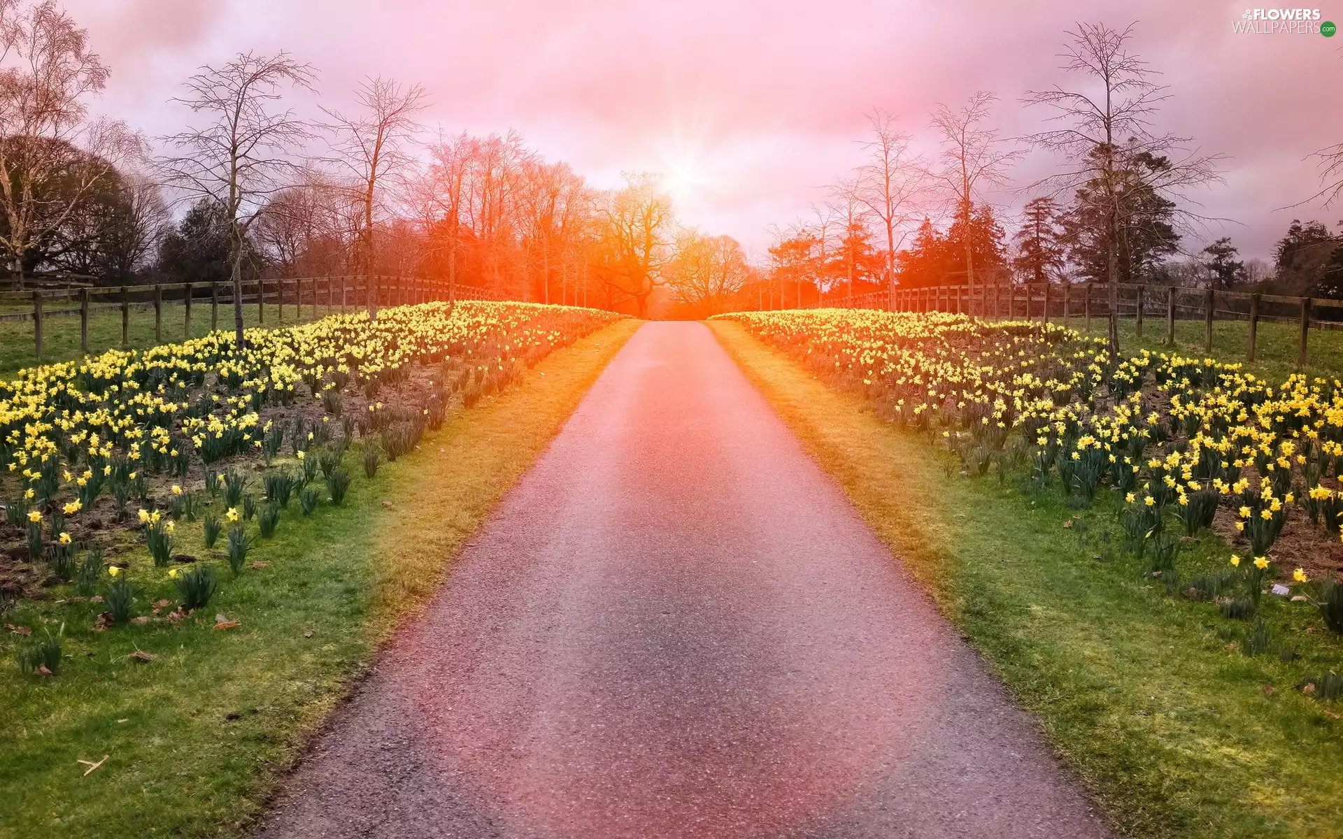 trees, viewes, Daffodils, glamour, Way