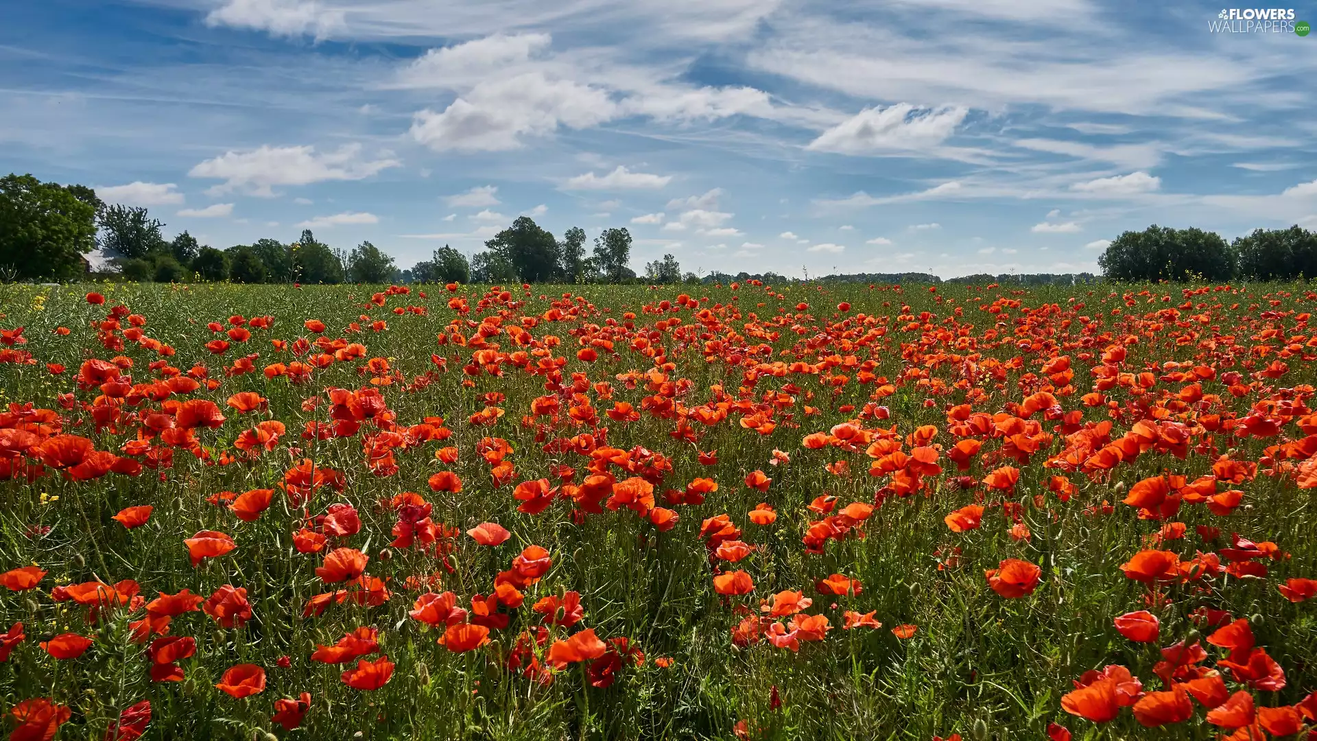 trees, viewes, Field, papavers, Meadow