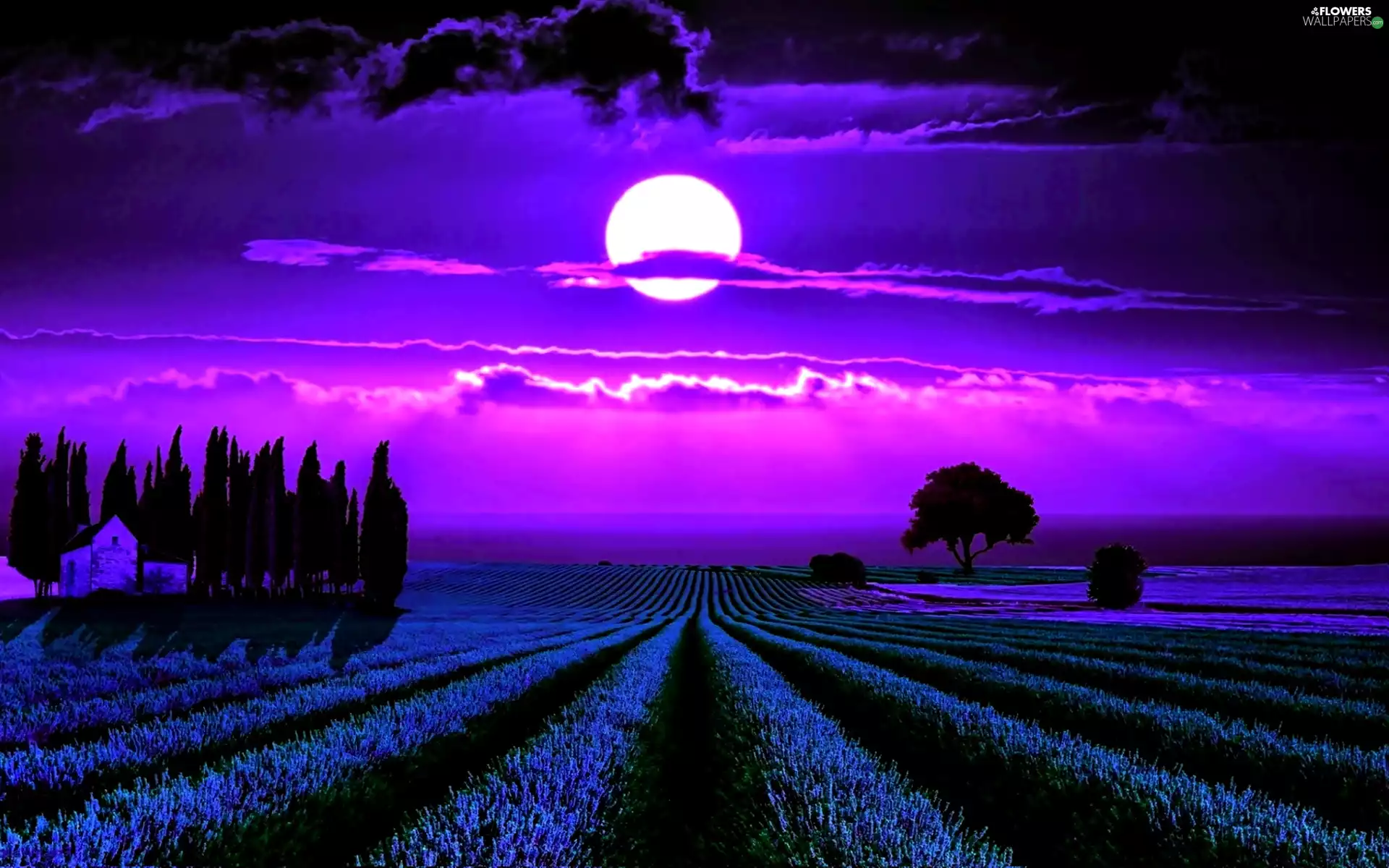 Night, lavender, trees, viewes, moon, Field