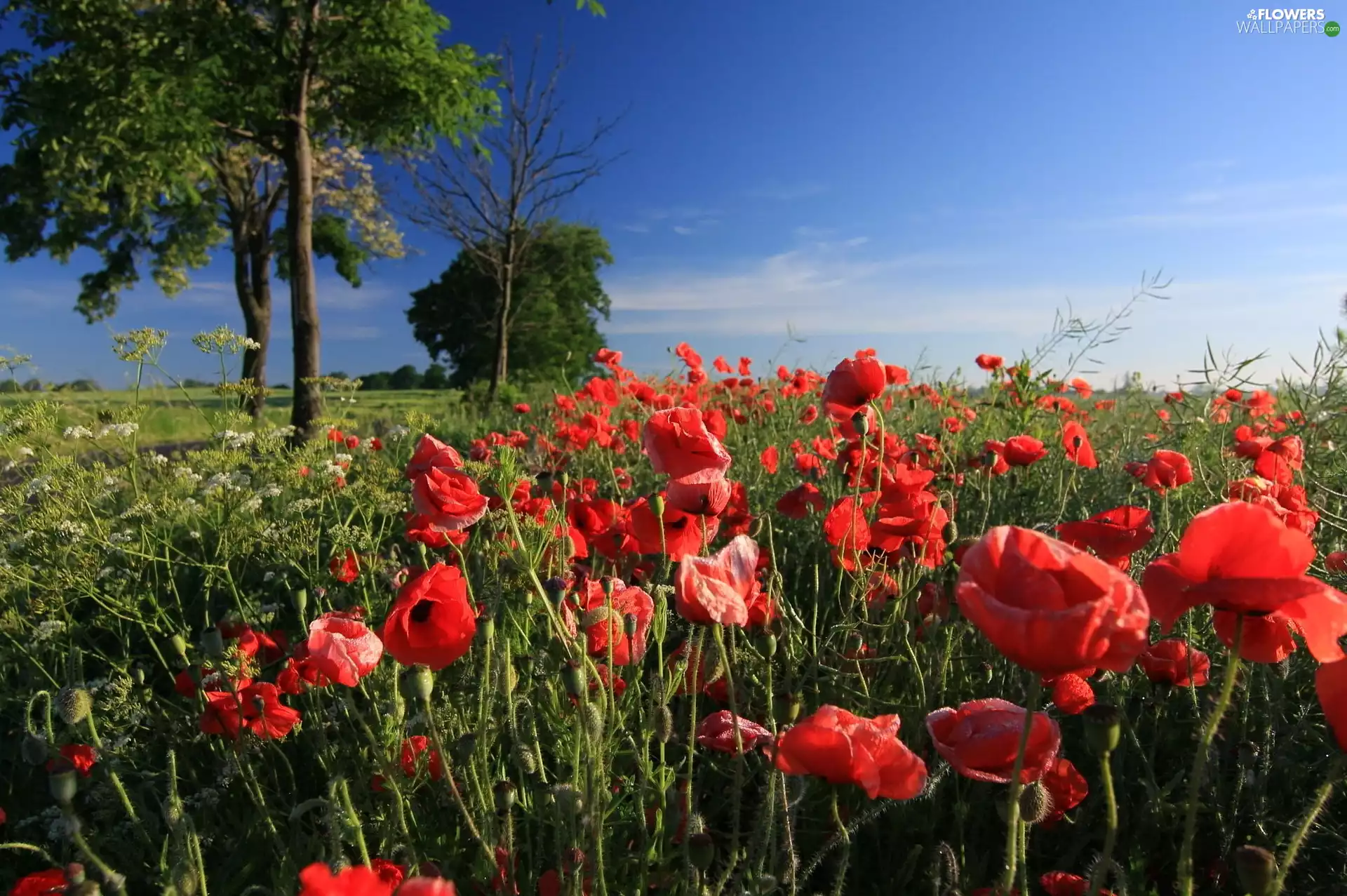 Field, trees, viewes, poppy