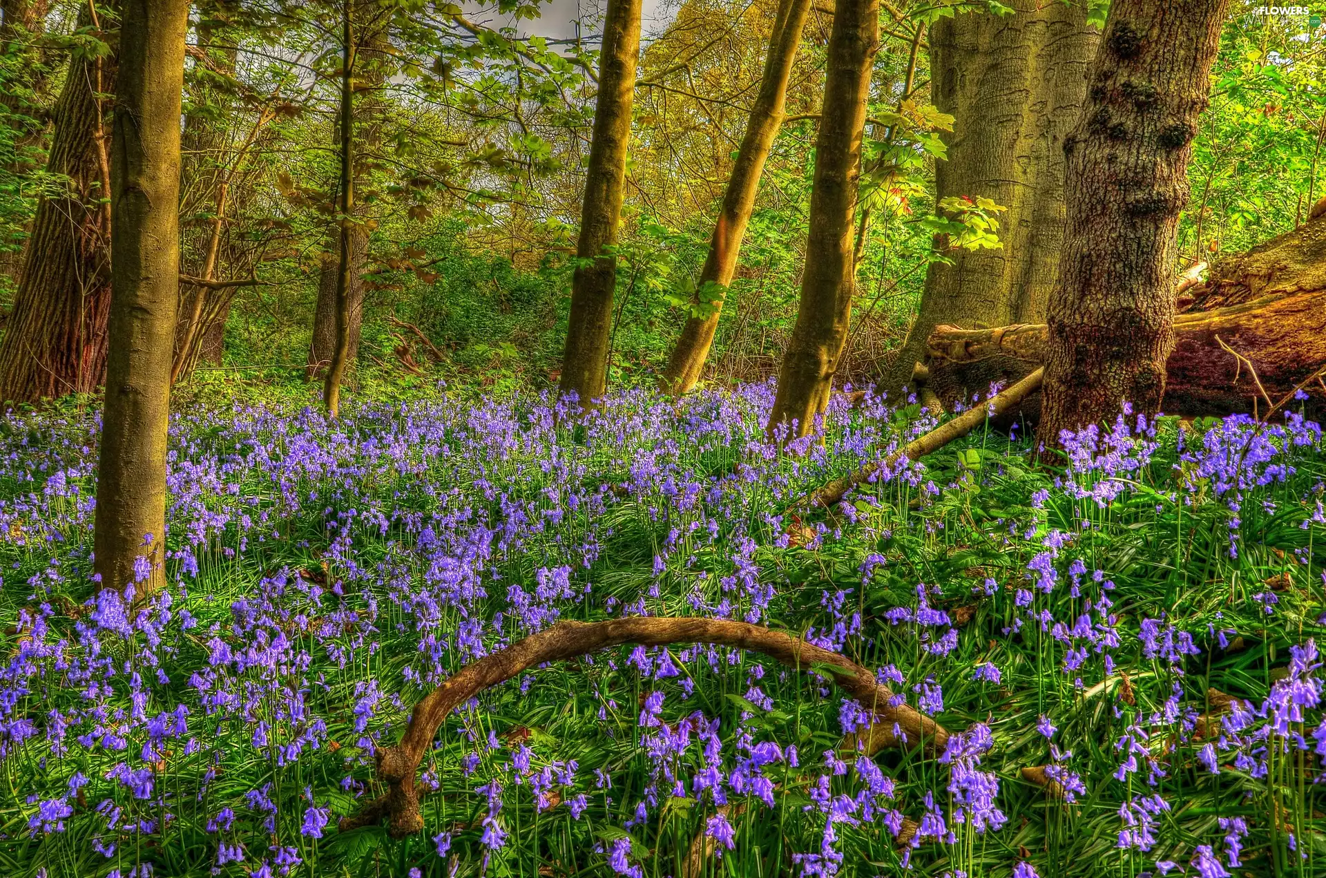 trees, viewes, Flowers, ringtones, forest