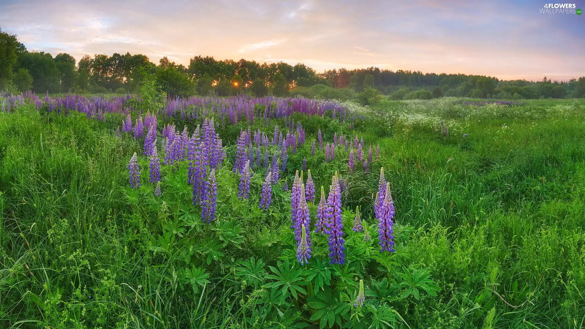 trees, viewes, Flowers, lupine, Meadow