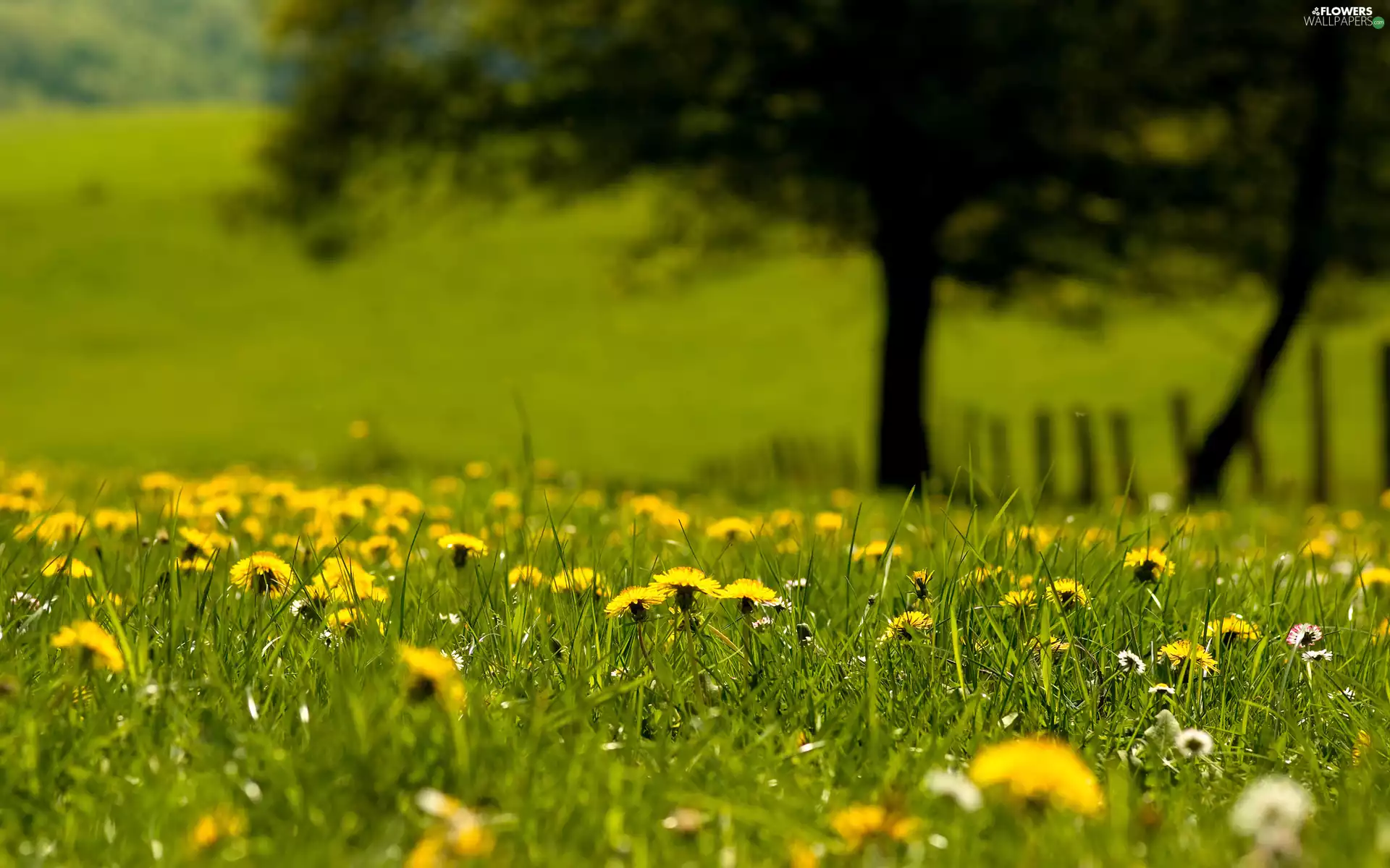 trees, viewes, Flowers, Wildflowers, Meadow