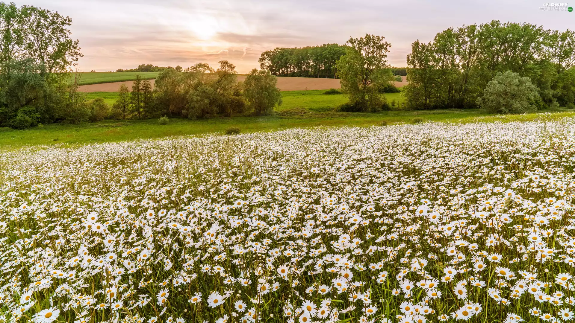 daisy, summer, trees, viewes, Meadow, Flowers