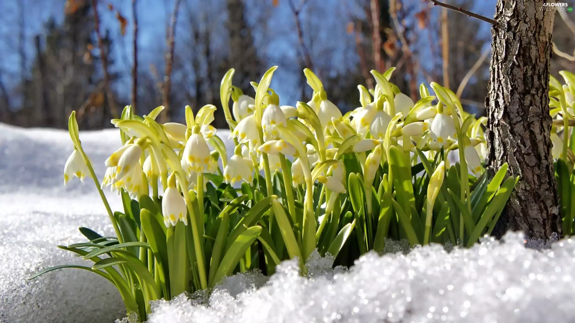 trees, viewes, flurry, snow, Flowers