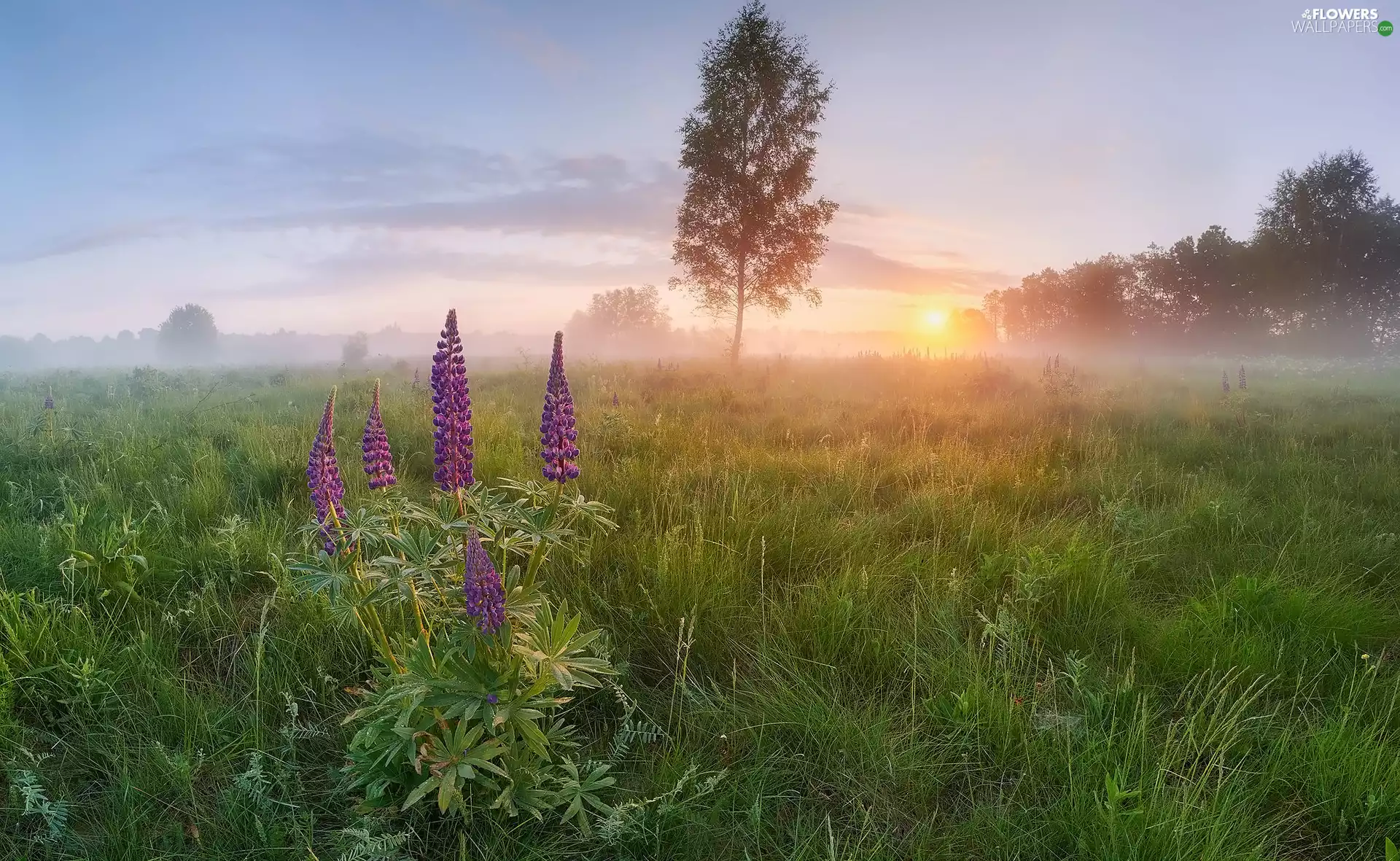 lupine, grass, Fog, trees, Sunrise, Flowers, Meadow, viewes