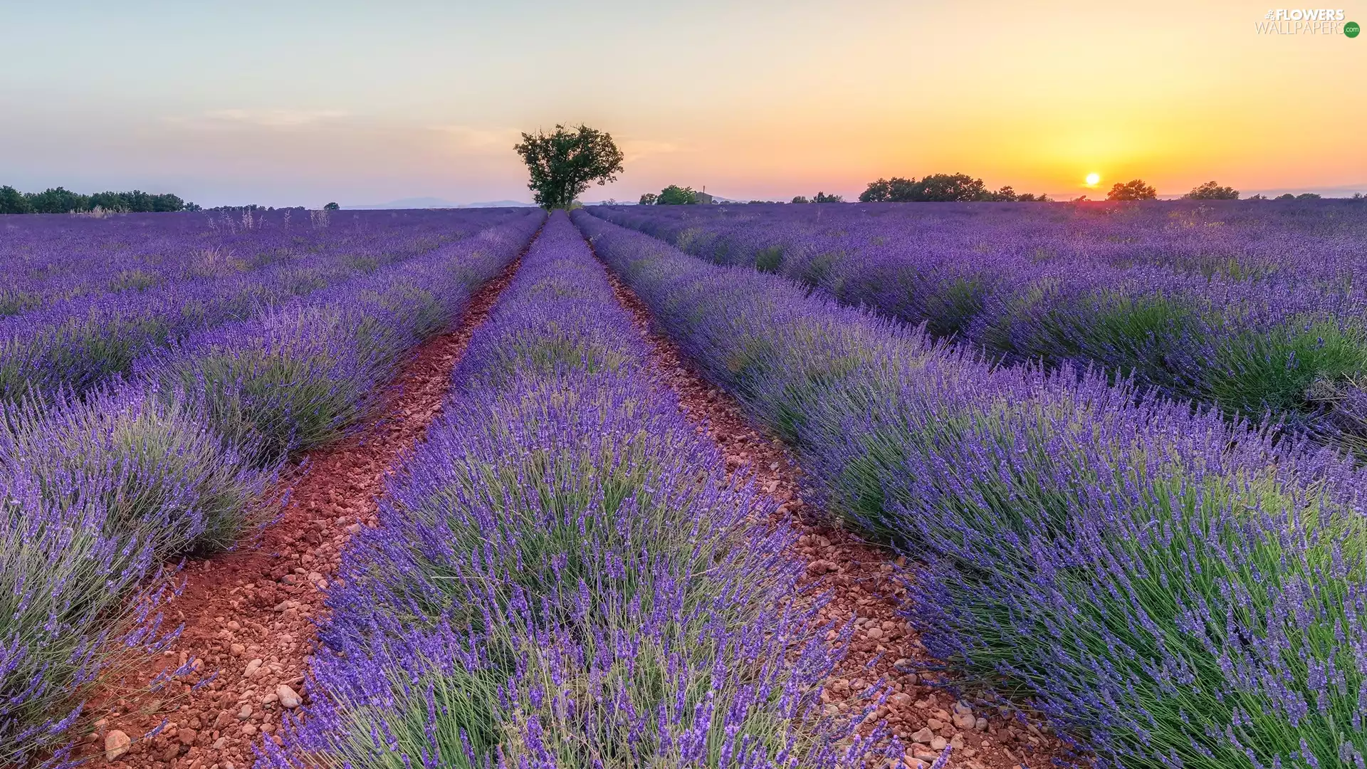 trees, viewes, lavender, Sunrise, Field