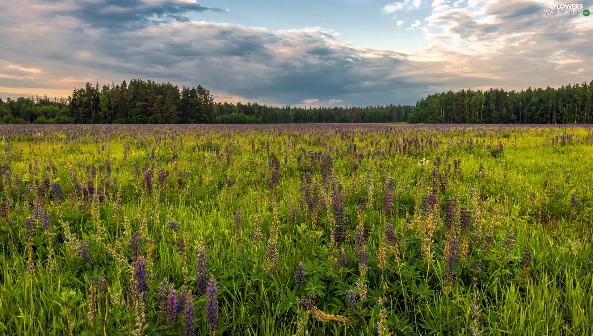 trees, viewes, lupine, grass, Meadow