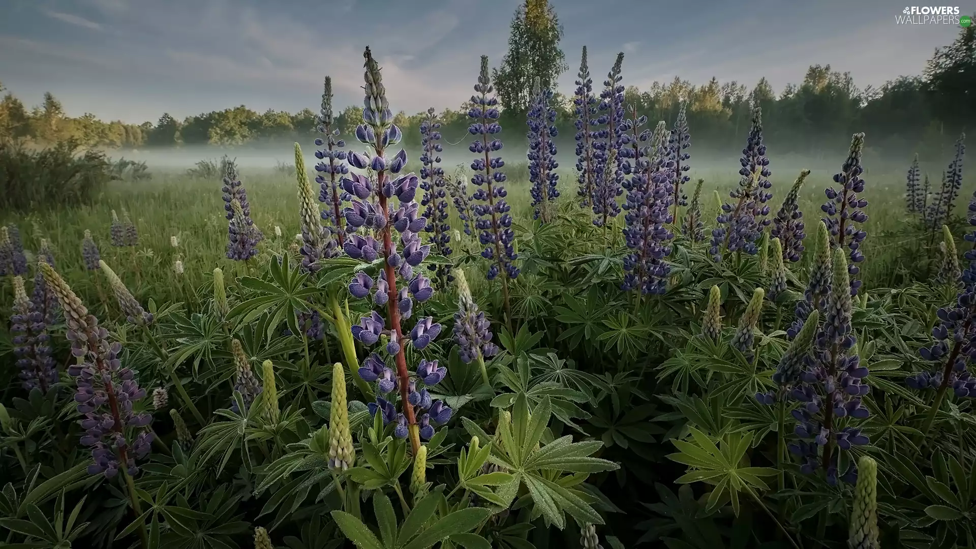 Meadow, Flowers, trees, viewes, Fog, lupine