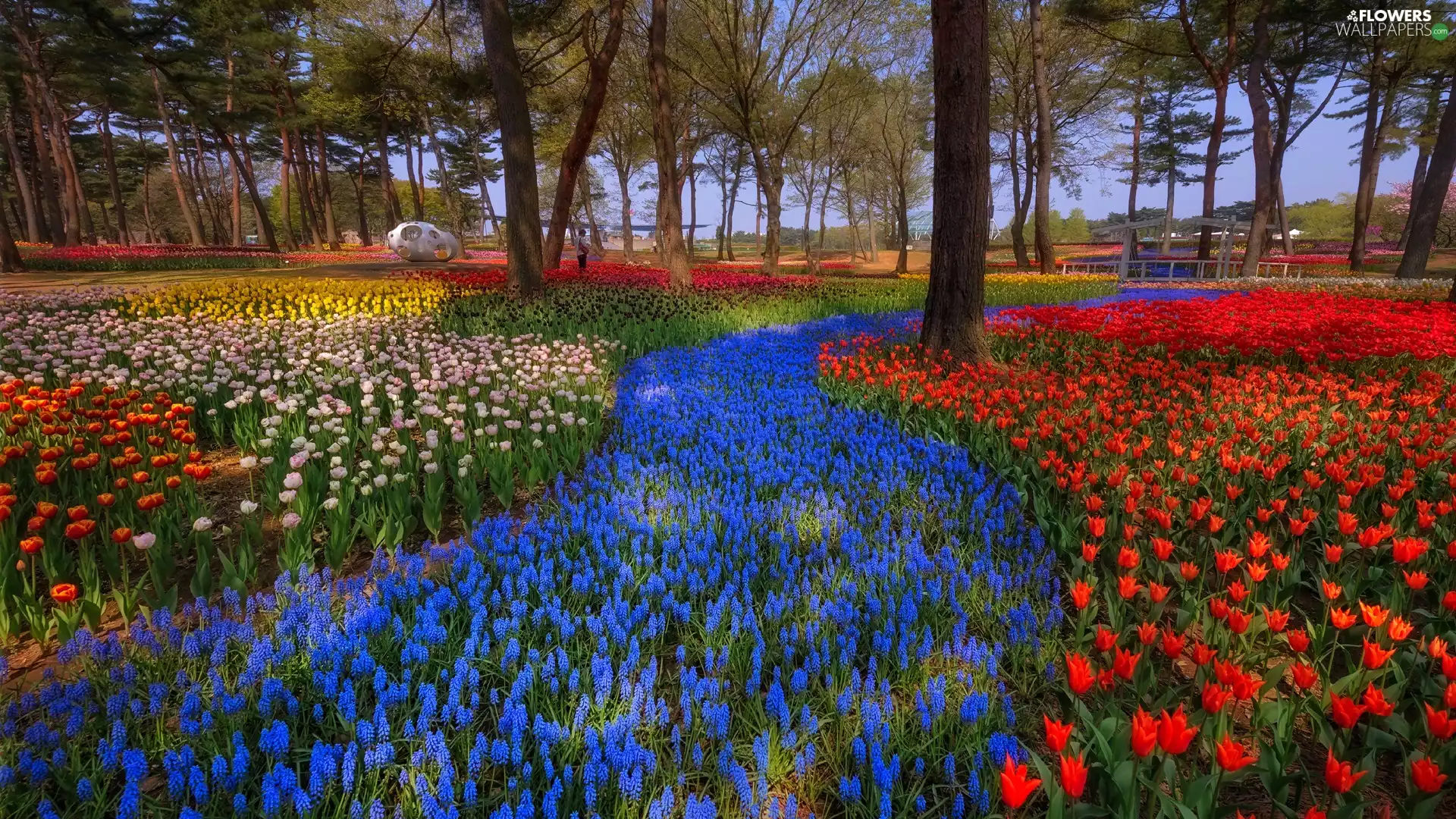 Flowers, trees, Muscari, viewes, Park, Tulips, Spring