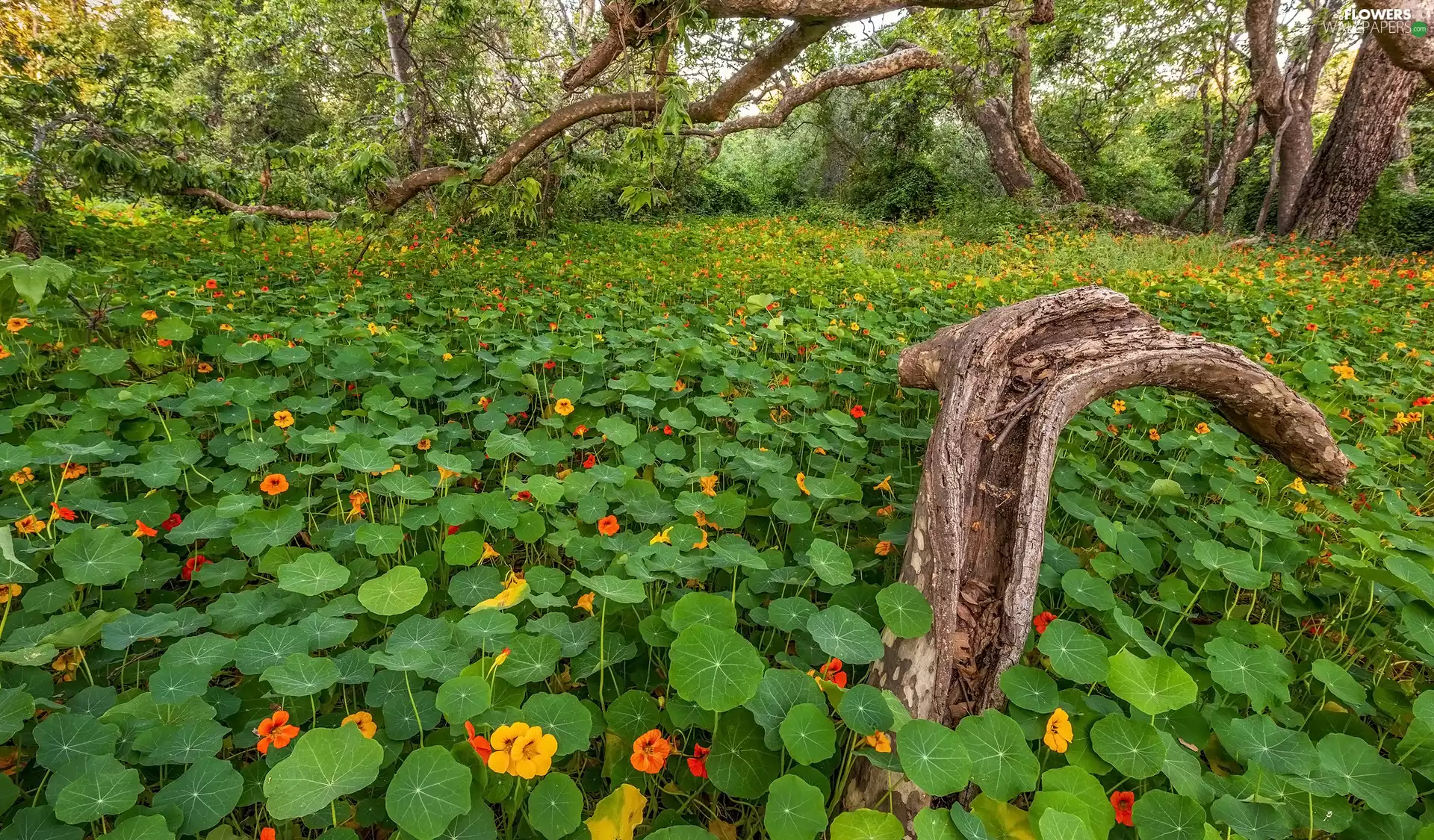 Leaf, Flowers, trees, viewes, forest, nasturtiums
