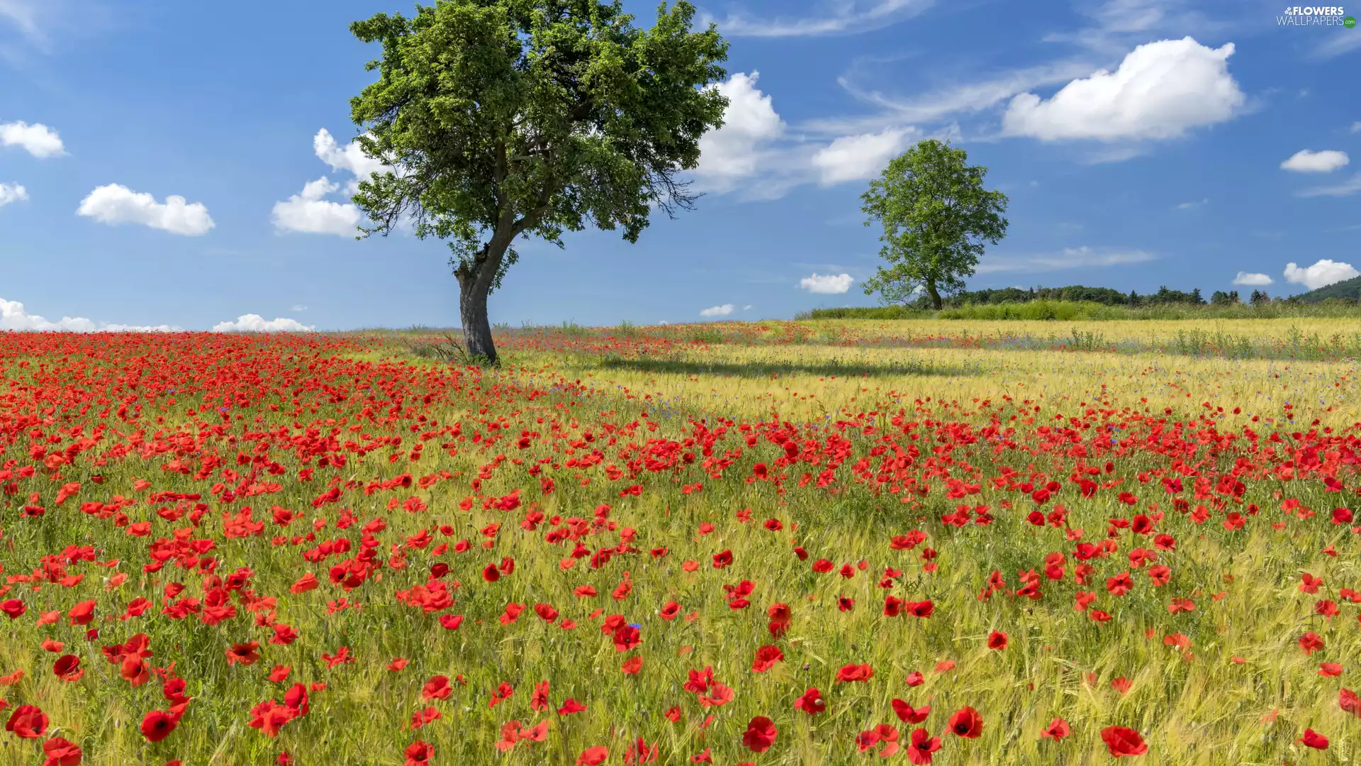 trees, viewes, papavers, grass, Meadow